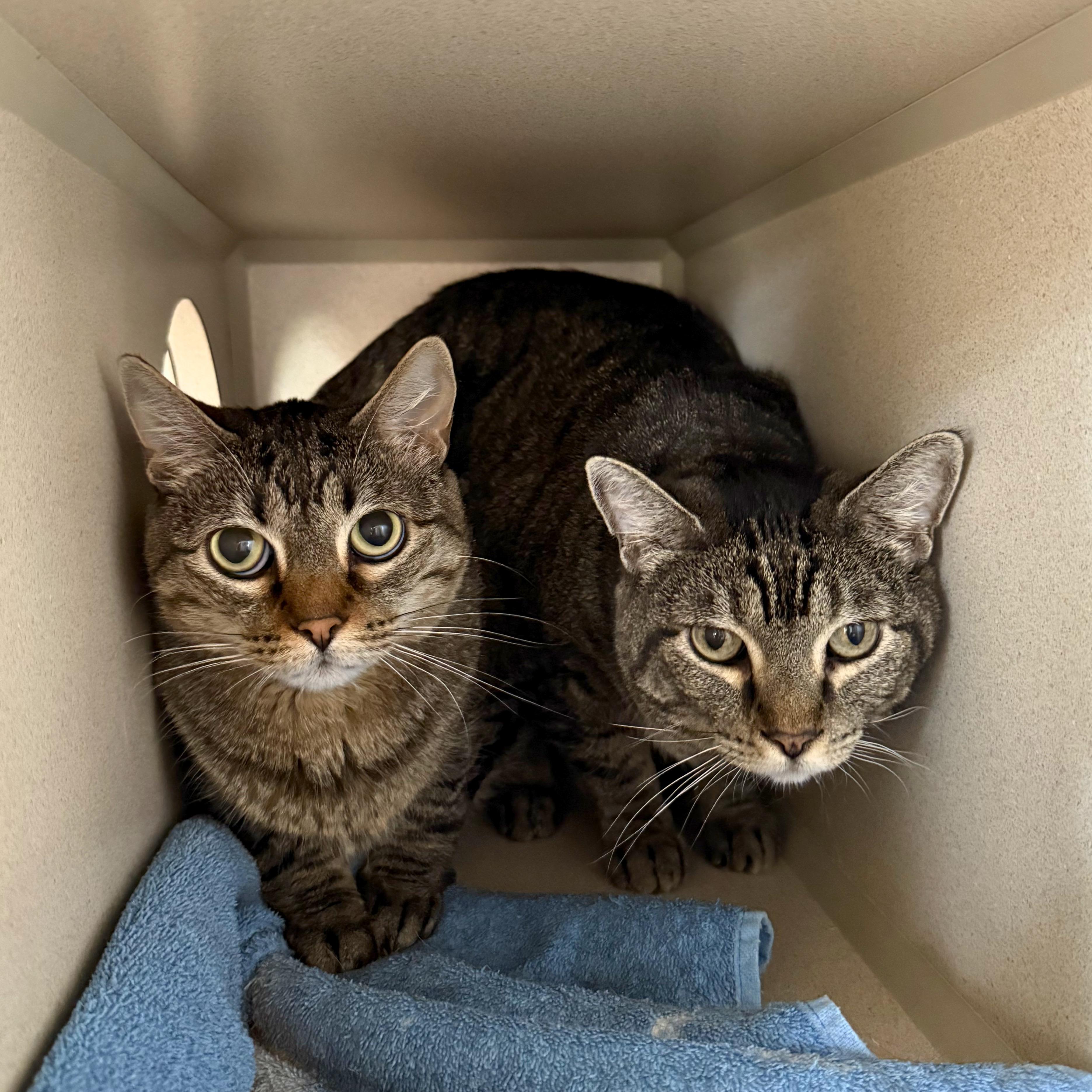 Baby&Kiki, a ADOPTABLE Domestic Short Hair in Ridgway, CO image 2/4