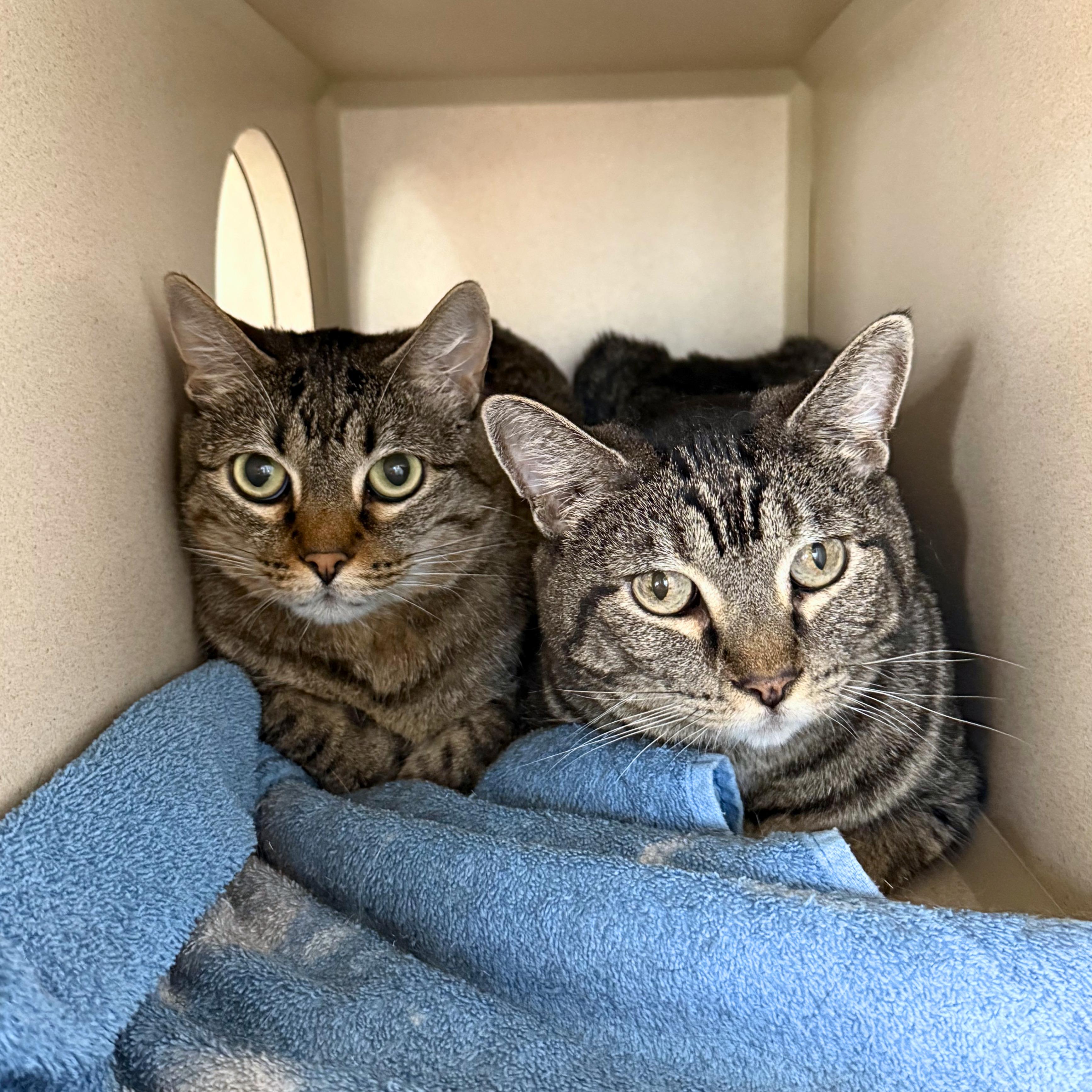Baby&Kiki, a ADOPTABLE Domestic Short Hair in Ridgway, CO image 1/4