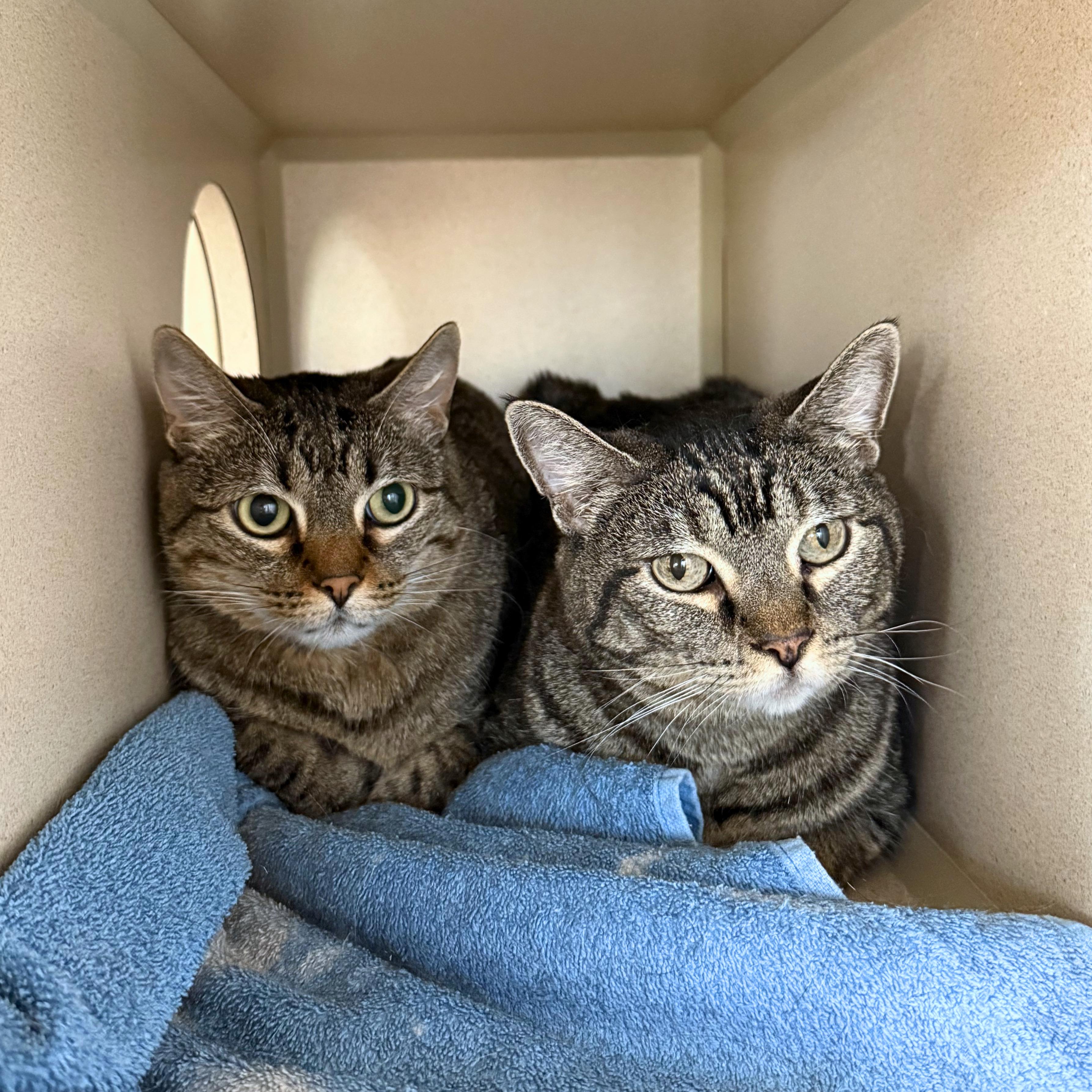 Baby&Kiki, a ADOPTABLE Domestic Short Hair in Ridgway, CO image 4/4