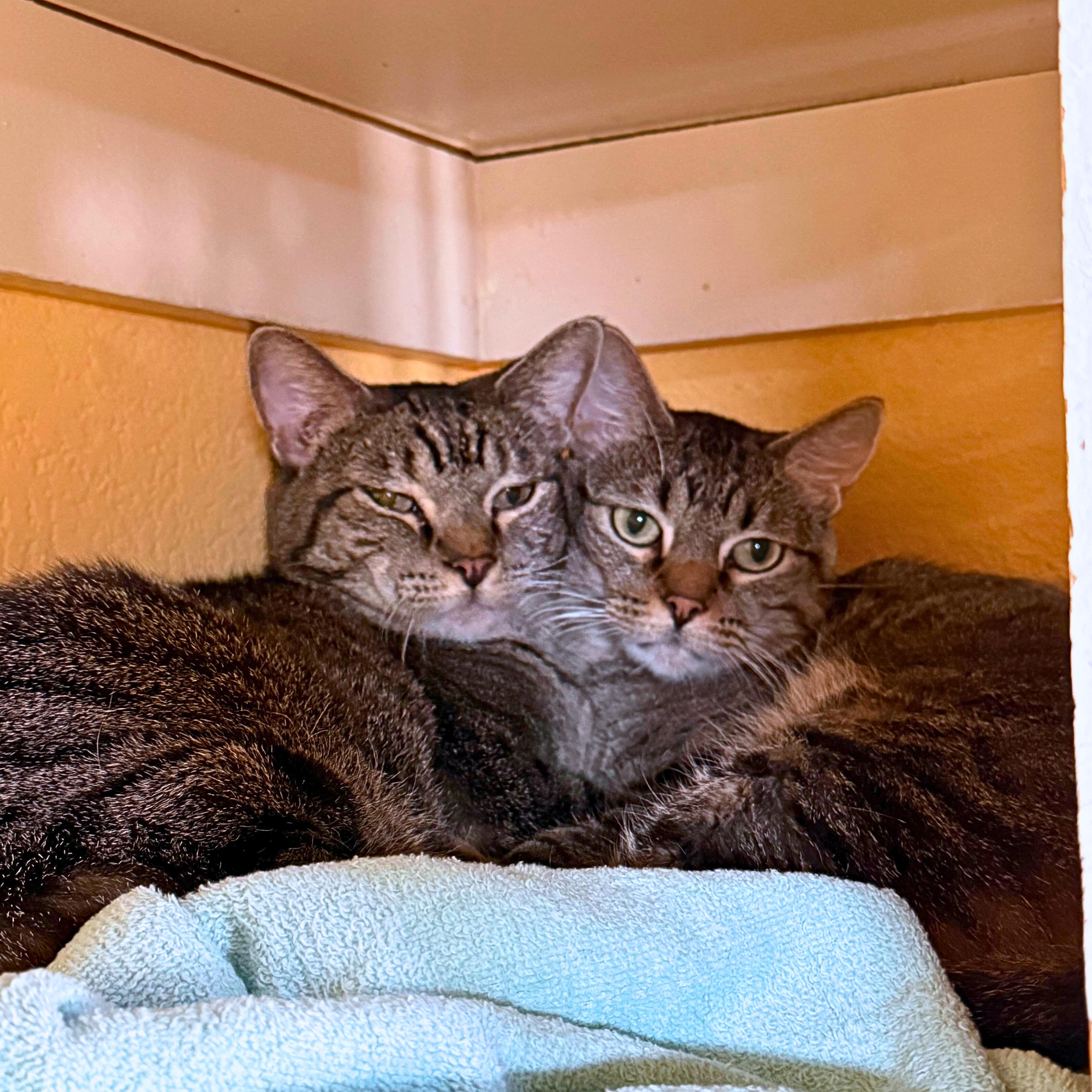 Baby&Kiki, a ADOPTABLE Domestic Short Hair in Ridgway, CO image 1/5