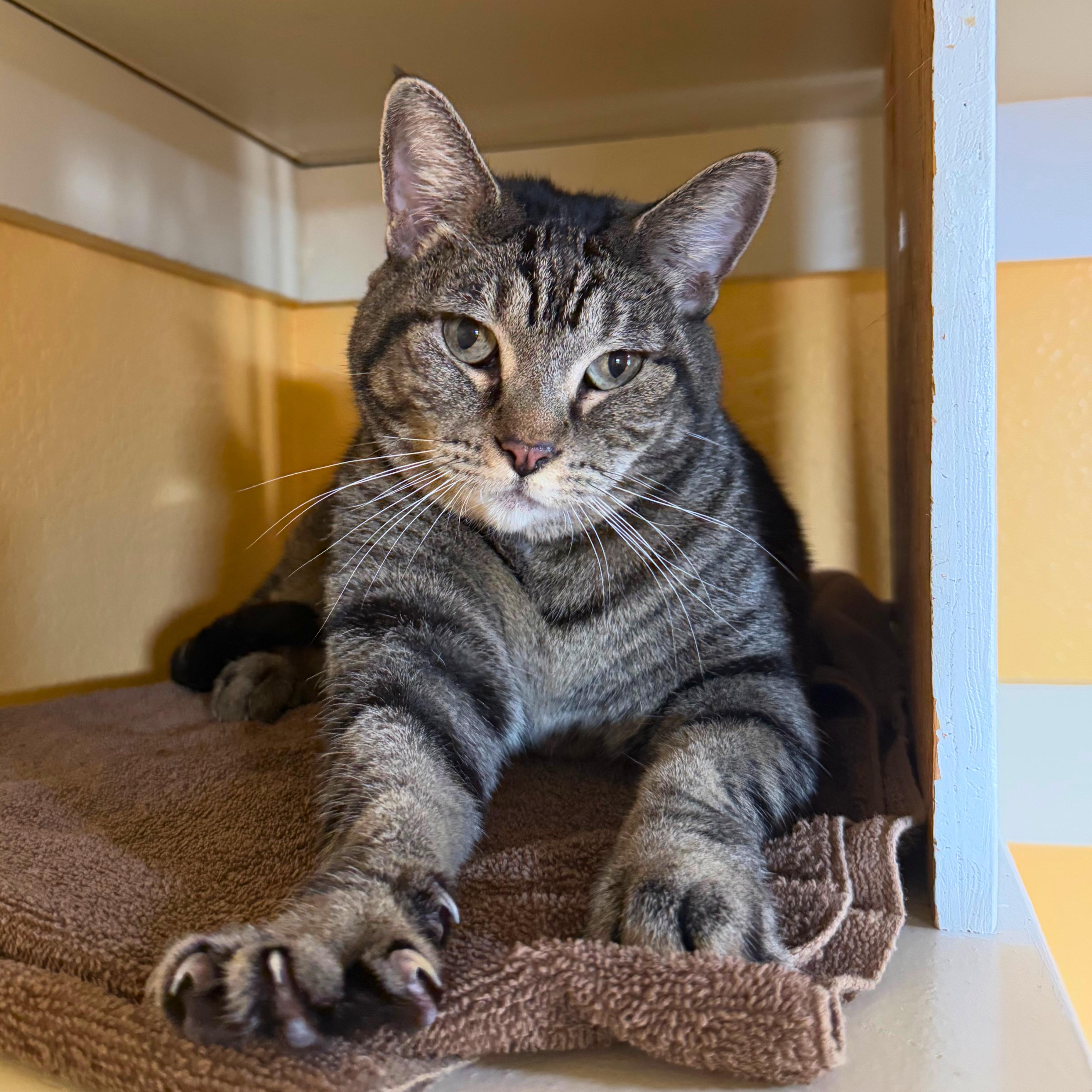 Enlarge Baby&Kiki, a Adoptable Domestic Short Hair in Ridgway, CO image 6/6