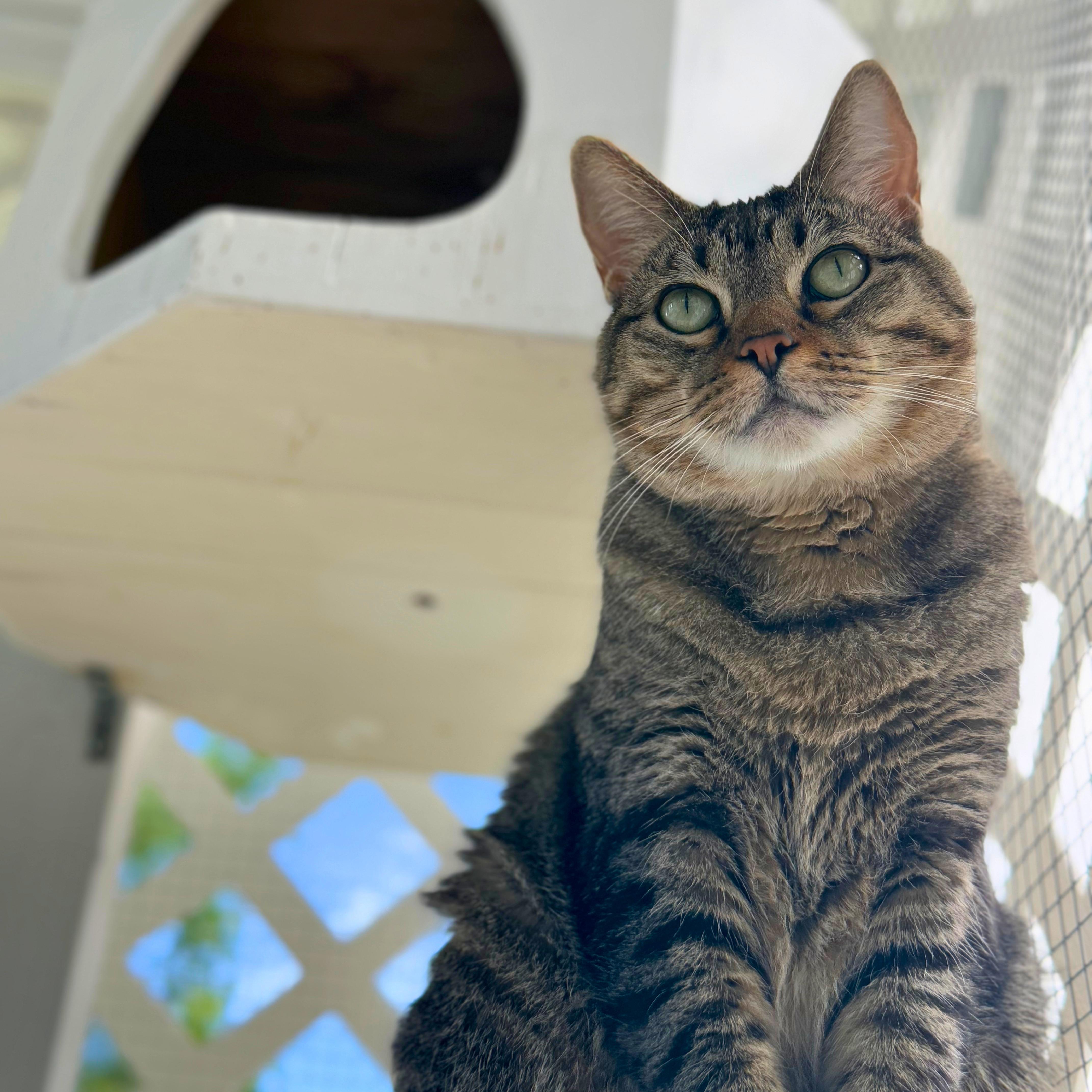 Enlarge Baby&Kiki, a Adoptable Domestic Short Hair in Ridgway, CO image 2/6
