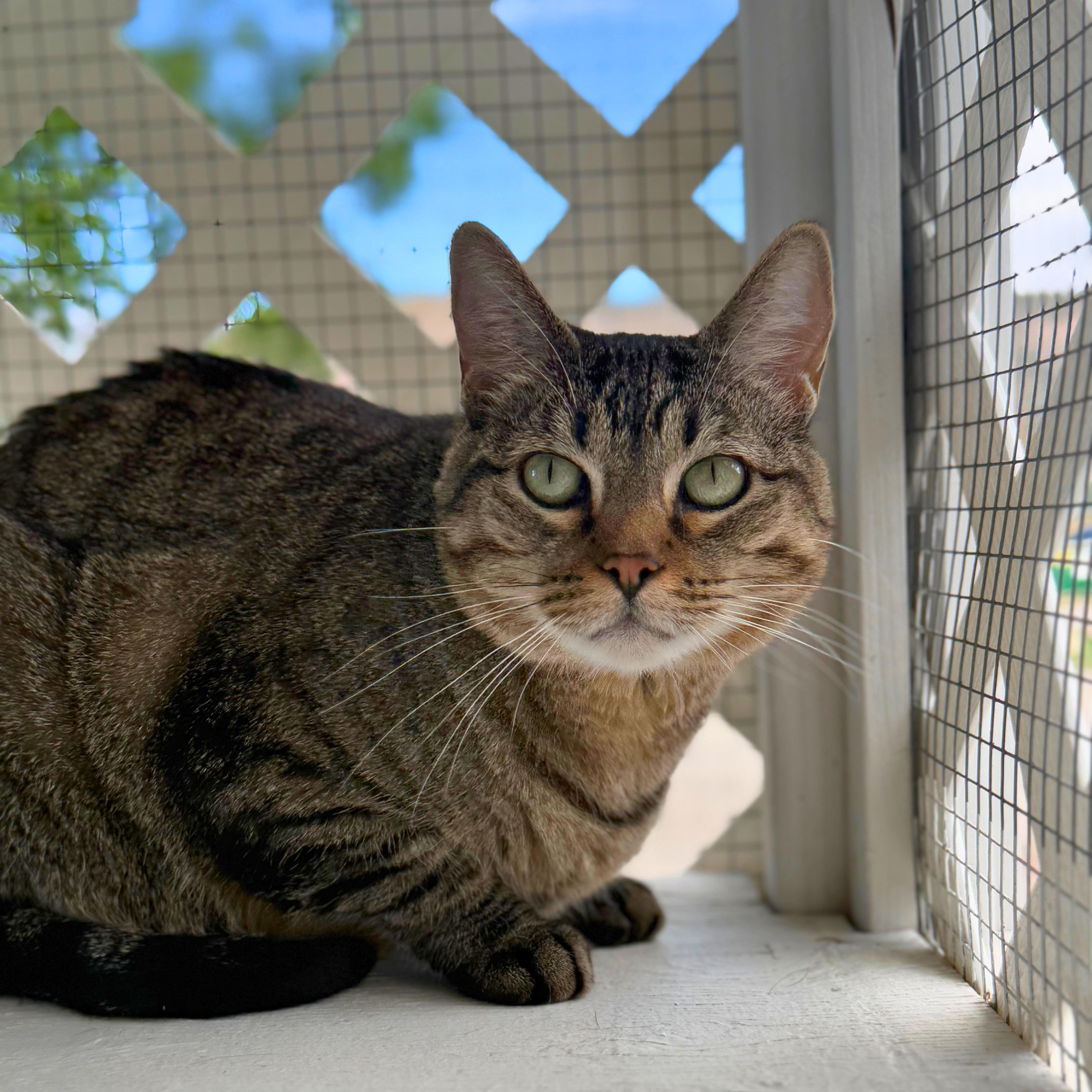 Enlarge Baby&Kiki, a Adoptable Domestic Short Hair in Ridgway, CO image 5/6