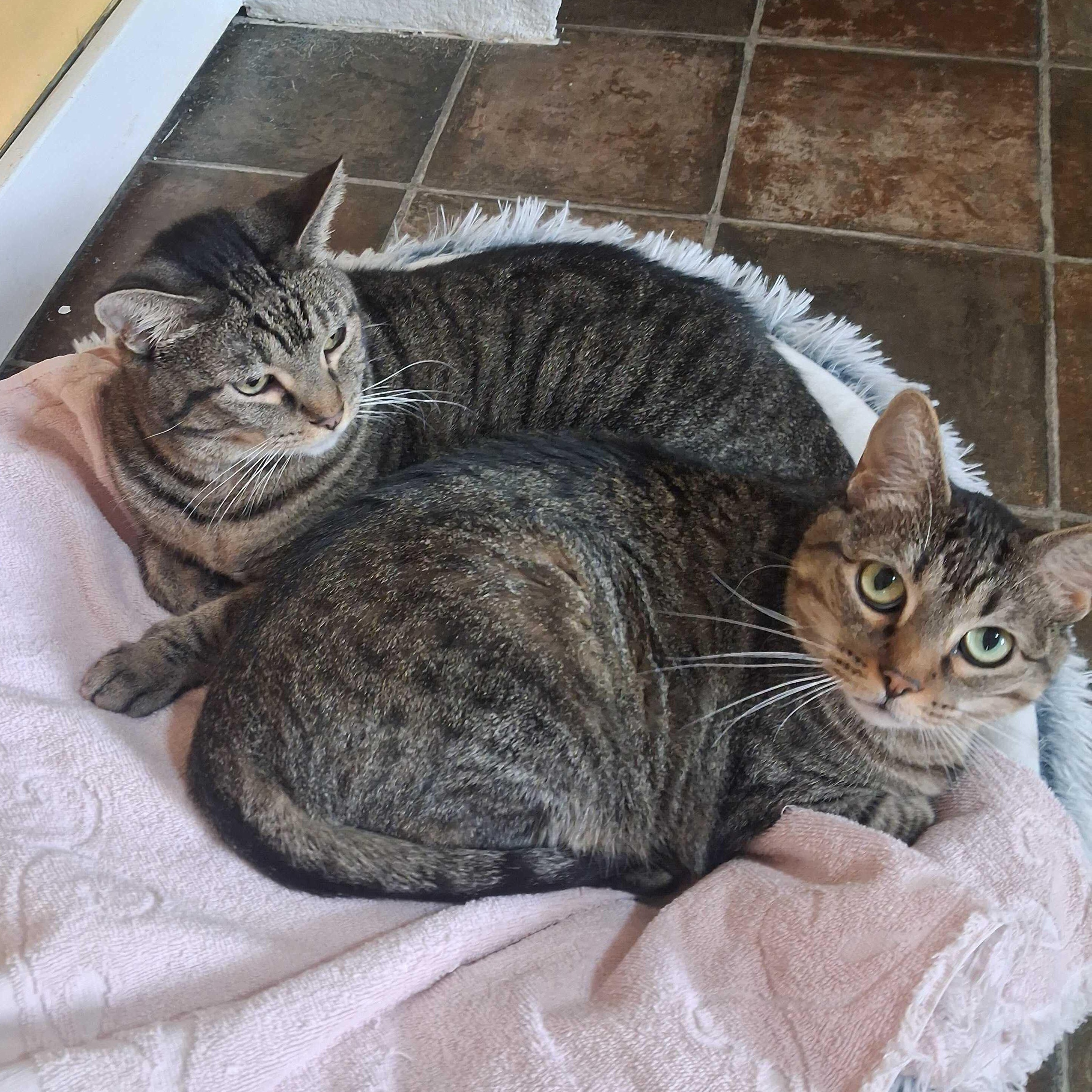 Enlarge Baby&Kiki, a Adoptable Domestic Short Hair in Ridgway, CO image 1/6