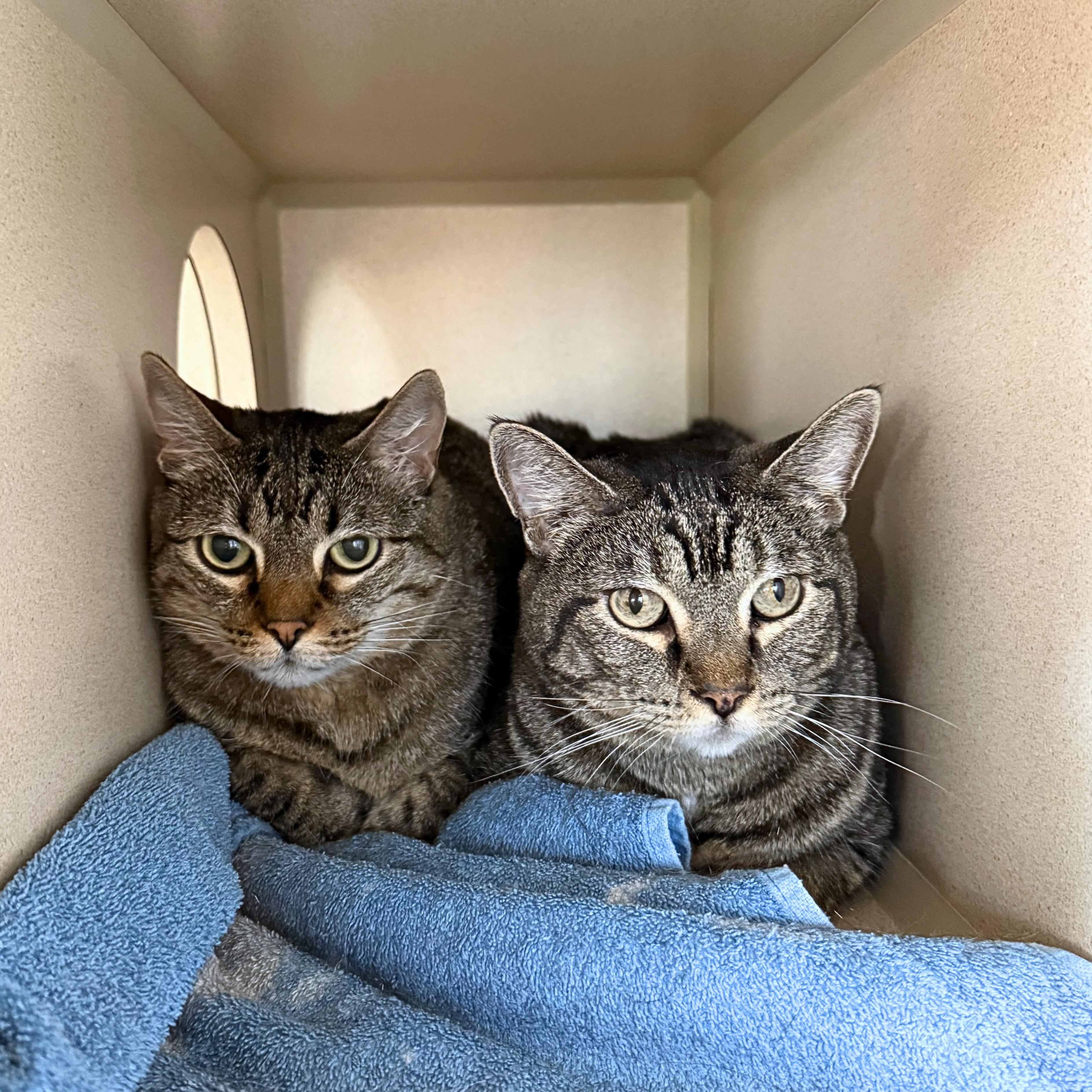 Baby&Kiki, a ADOPTABLE Domestic Short Hair in Ridgway, CO image 3/4
