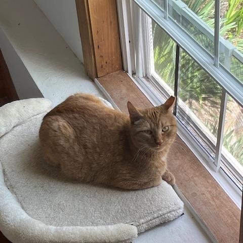 Nacho, an adoptable Domestic Short Hair in Spencer, MA_image-1