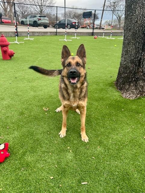 Yuki, adoptable, Adult Female German Shepherd Dog.