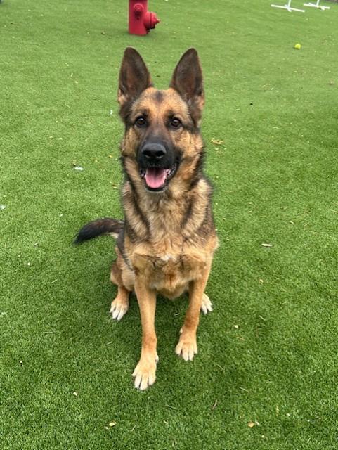 Yuki, an adopted German Shepherd Dog in Allen, TX image 2/2