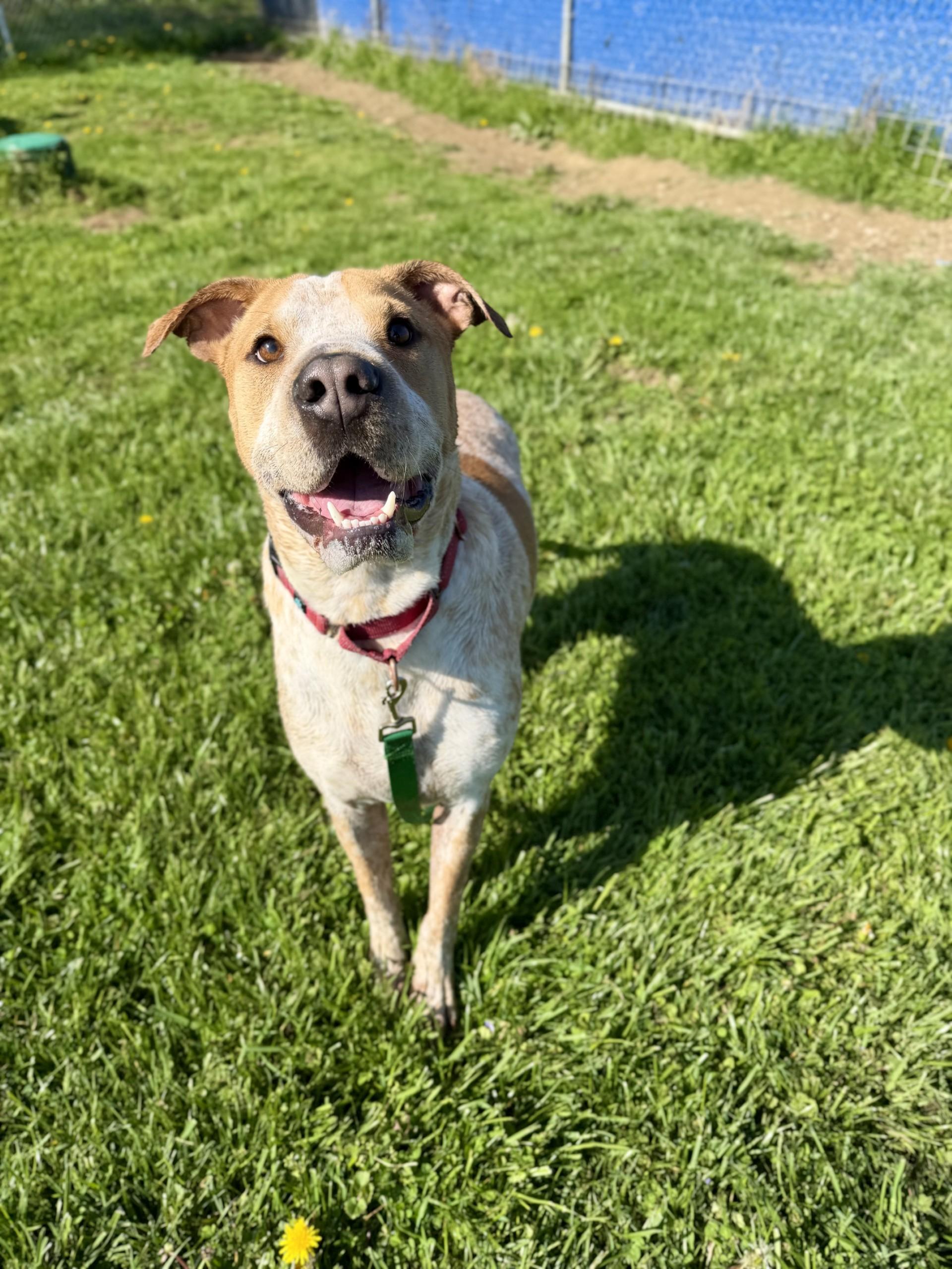 Enlarge Buster , a ADOPTABLE mixed breed in Wooster, OH image 1/1