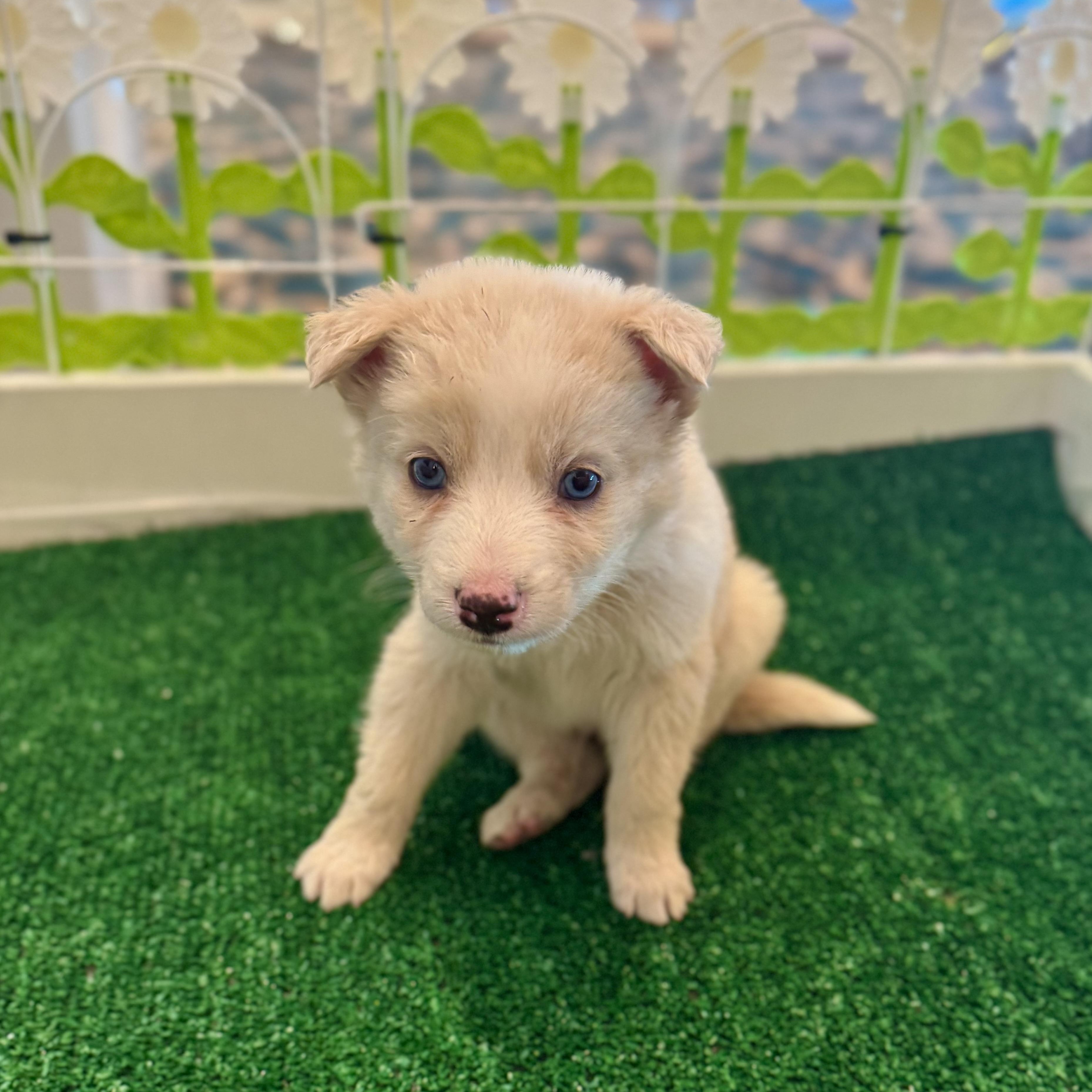 Ruffle, a Adoptable Mixed Breed in Henderson, NV image 2/3