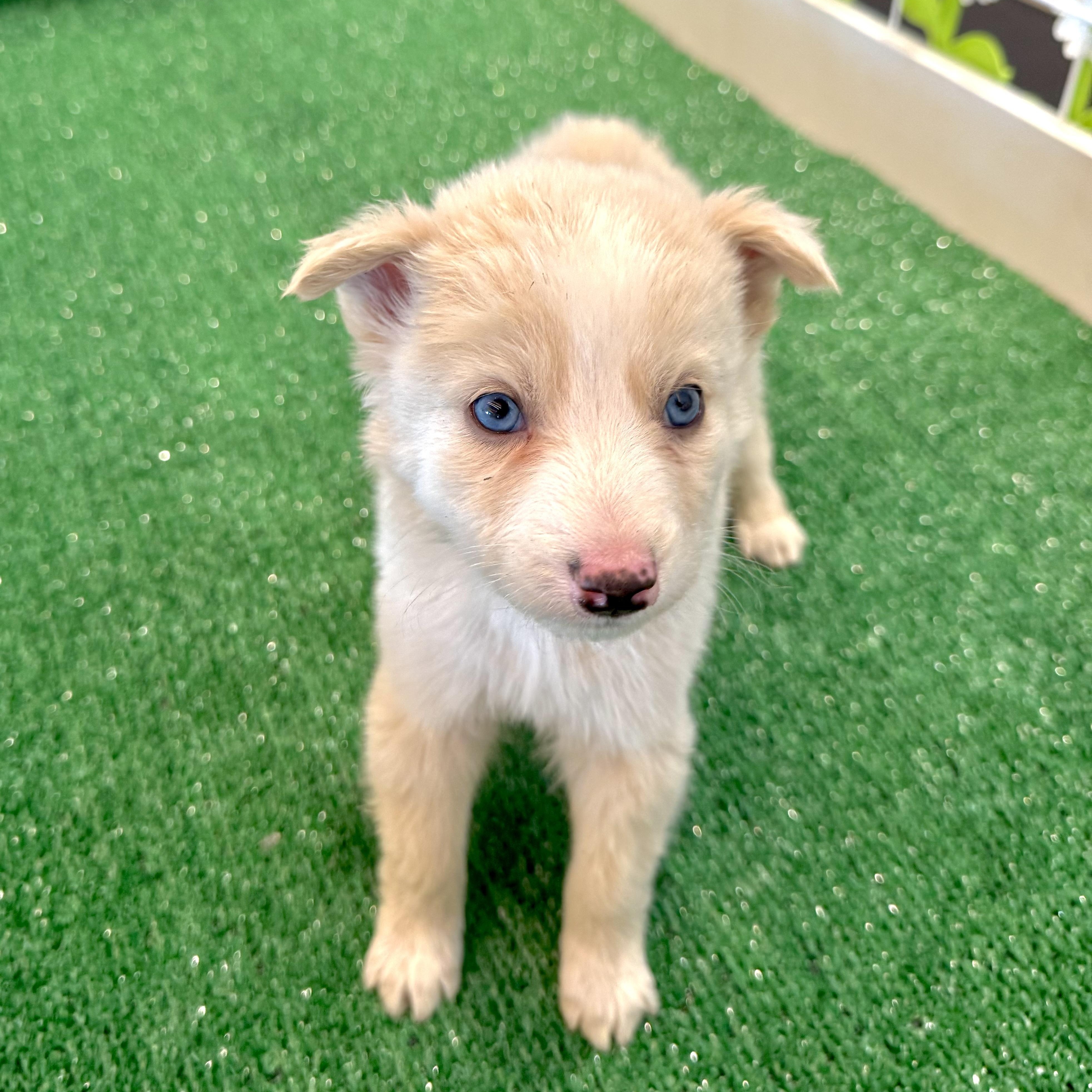 Ruffle, a Adoptable Mixed Breed in Henderson, NV image 3/3