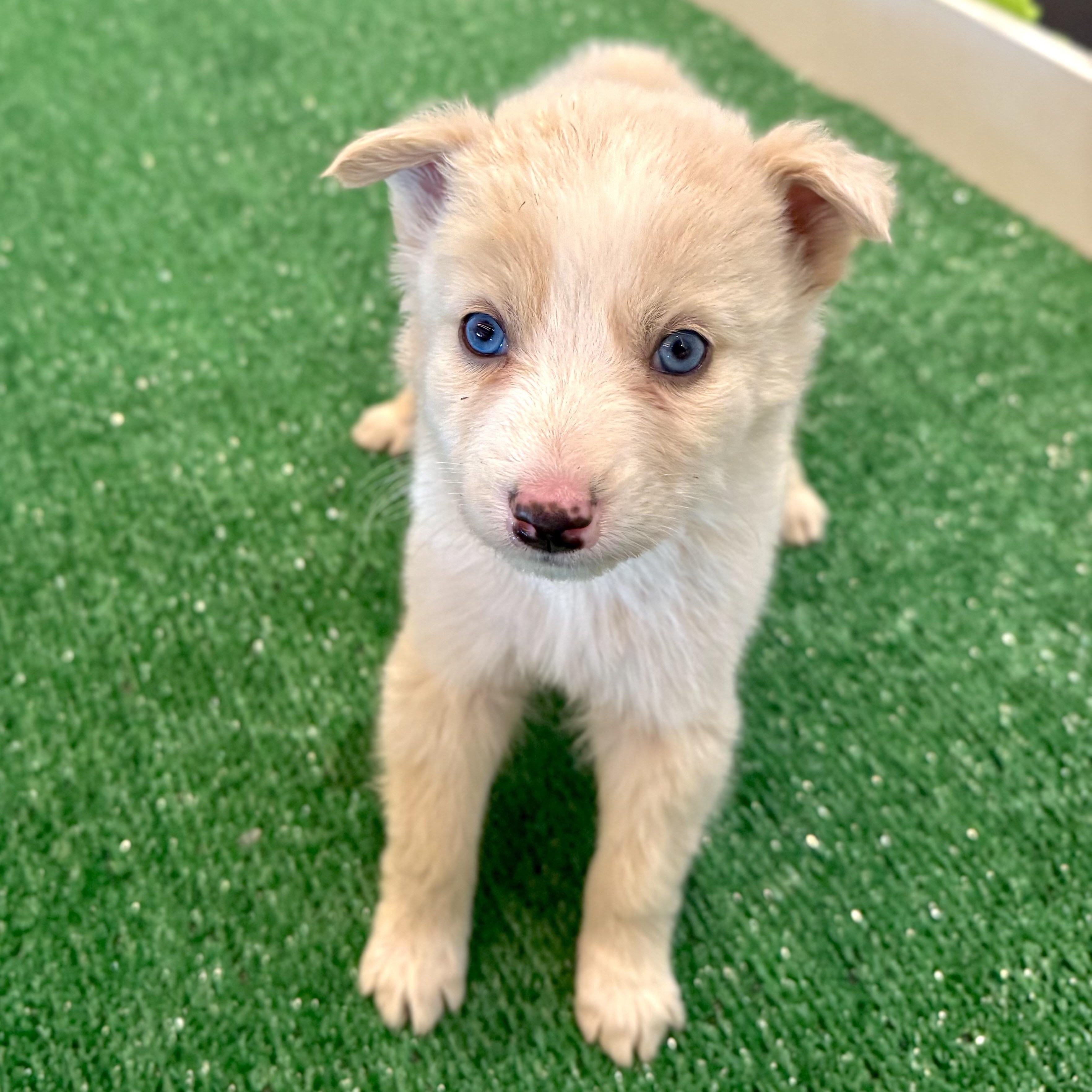 Ruffle, a Adoptable Mixed Breed in Henderson, NV image 1/3
