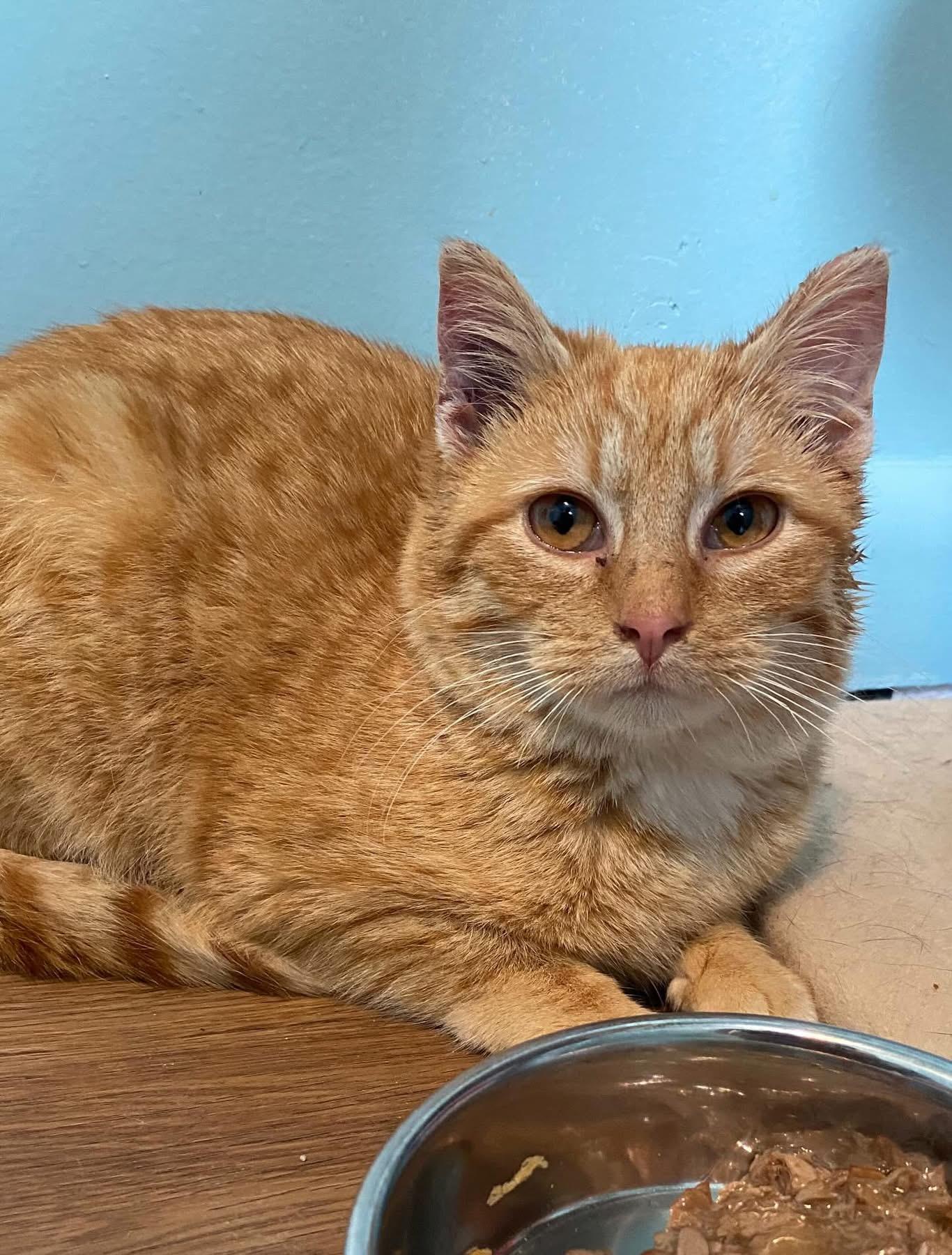 Shane, ADOPTABLE, Young Male Domestic Short Hair.