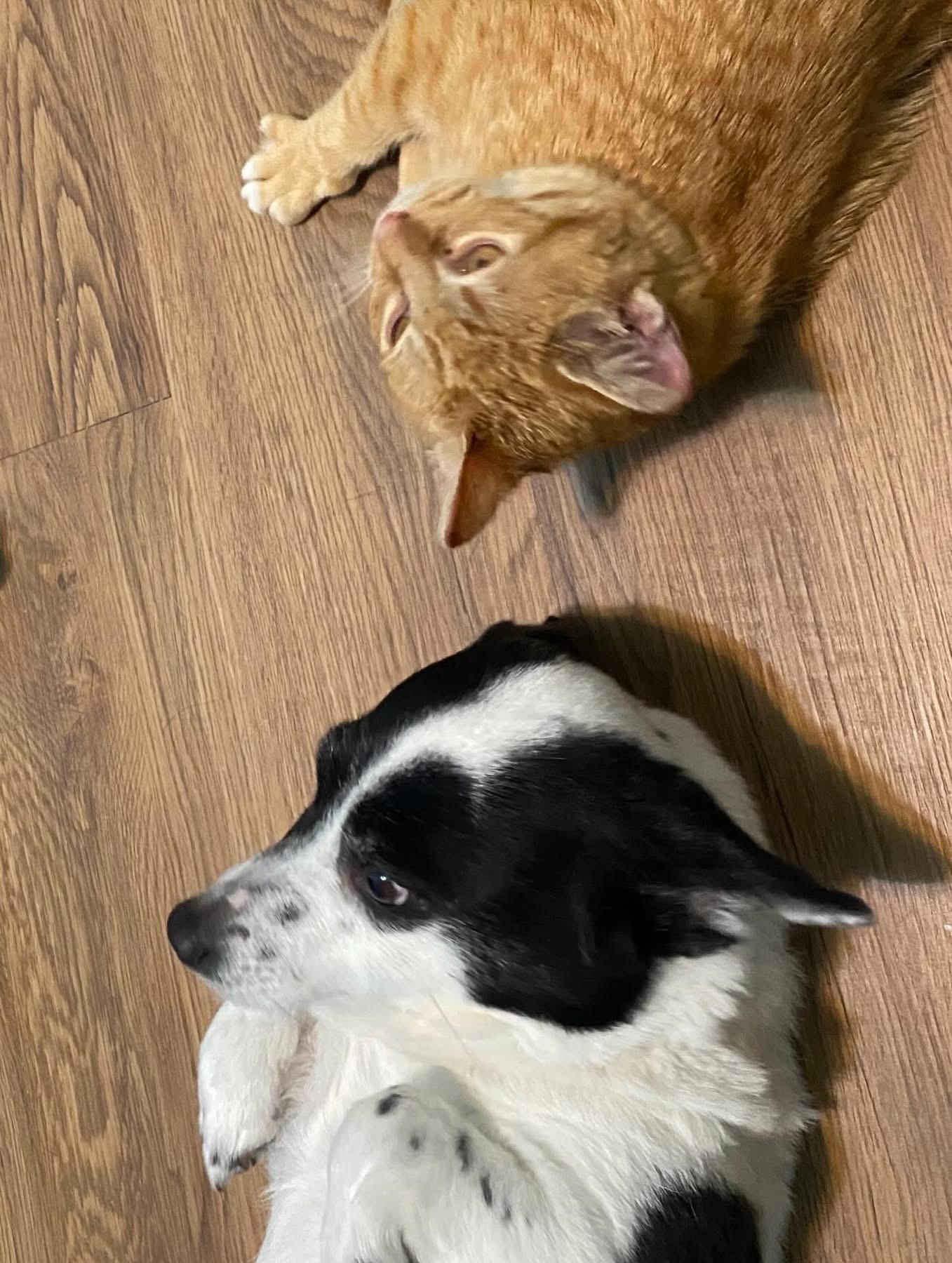 Shane, a ADOPTABLE mixed breed in Ontario, NY image 2/4