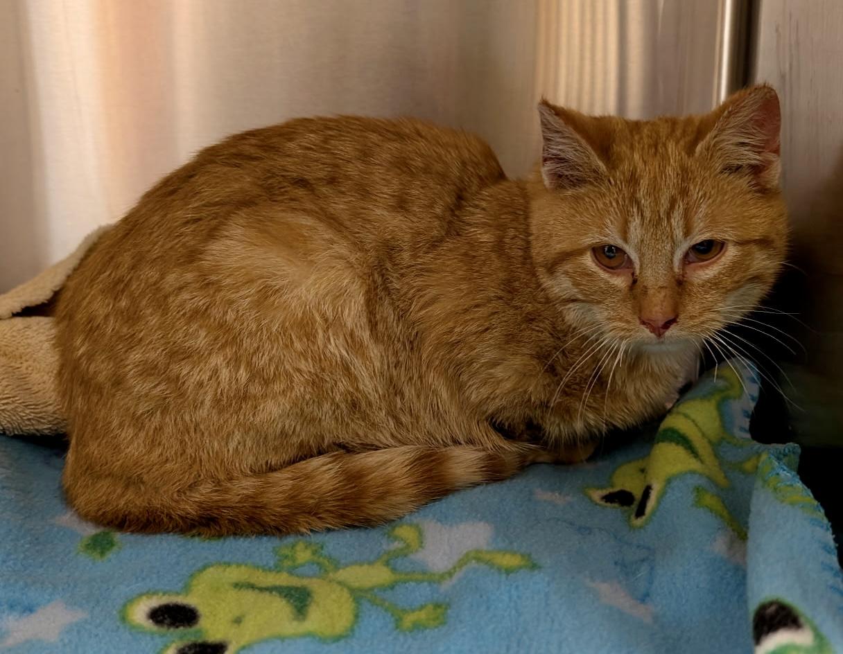 Shane, a ADOPTABLE mixed breed in Ontario, NY image 3/4