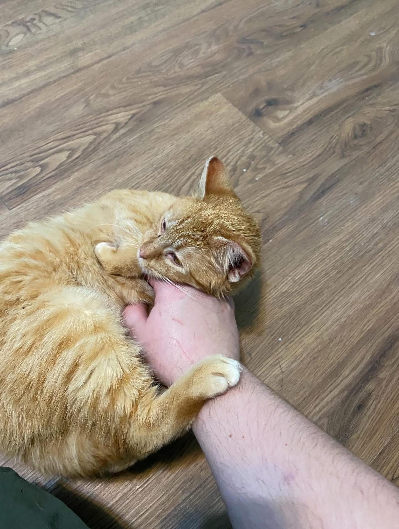 Shane, a ADOPTABLE mixed breed in Ontario, NY image 4/4