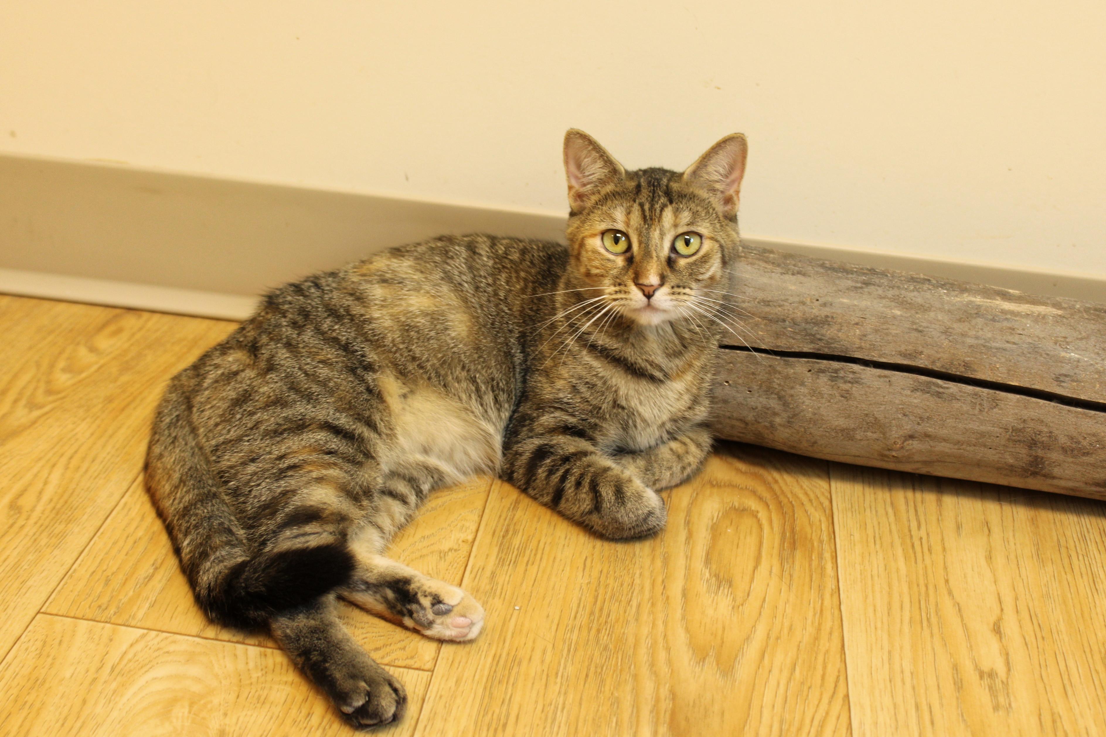 Ginger, Adoptable, Young Female Tabby.