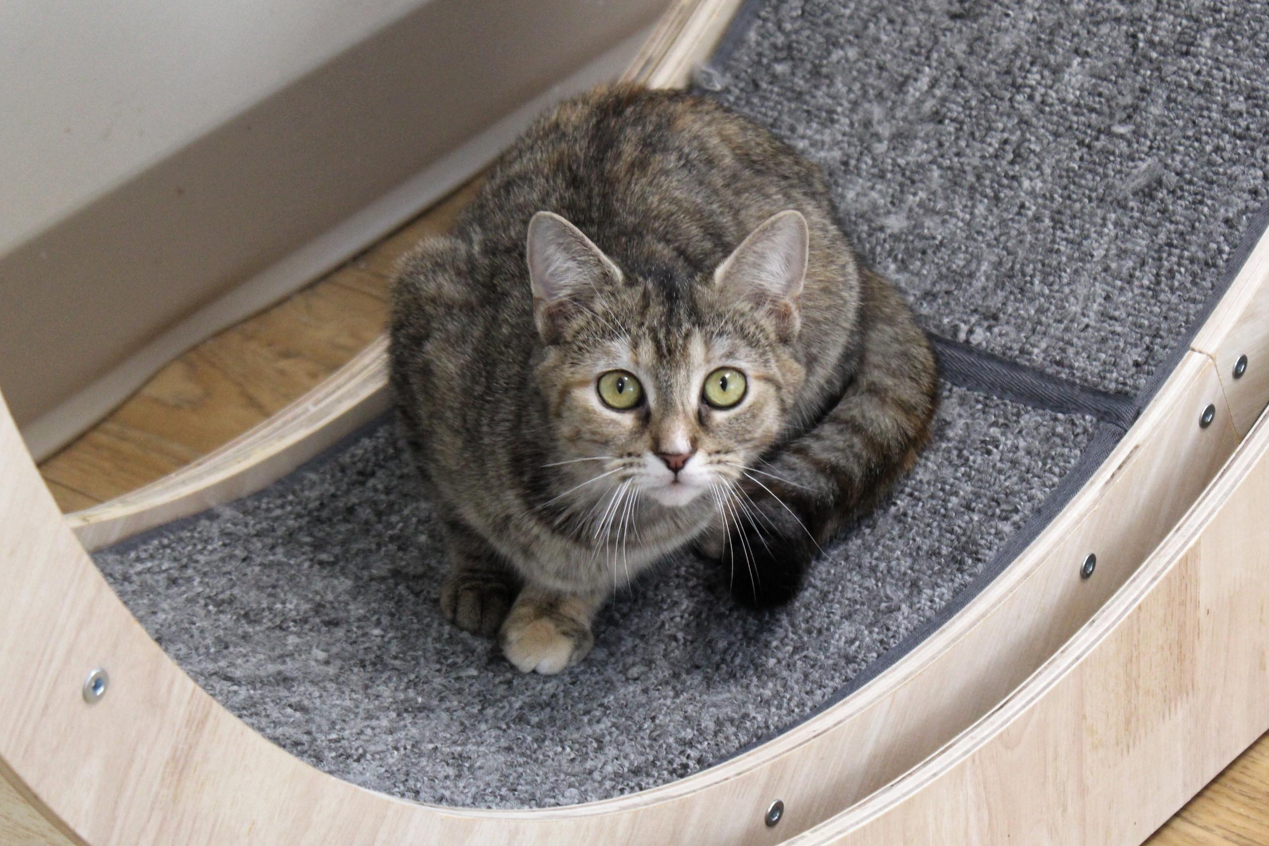 Ginger, a Adoptable Tabby in Urbana, OH image 2/6