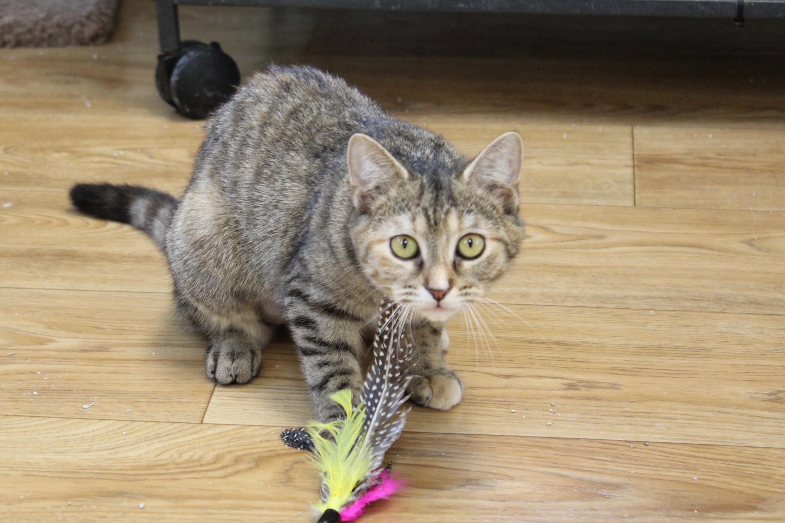 Ginger, a Adoptable Tabby in Urbana, OH image 5/6