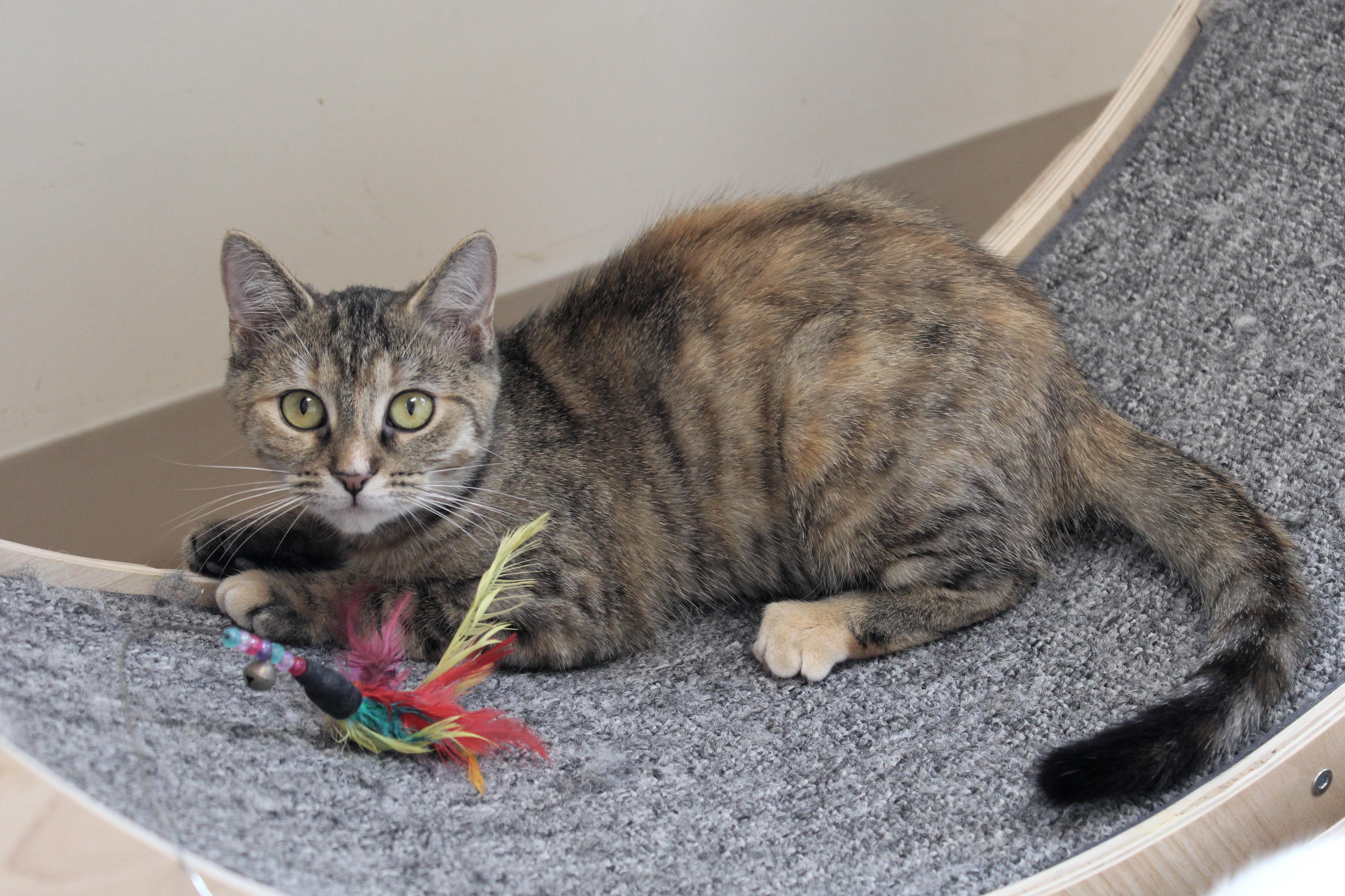 Ginger, a Adoptable Tabby in Urbana, OH image 4/6