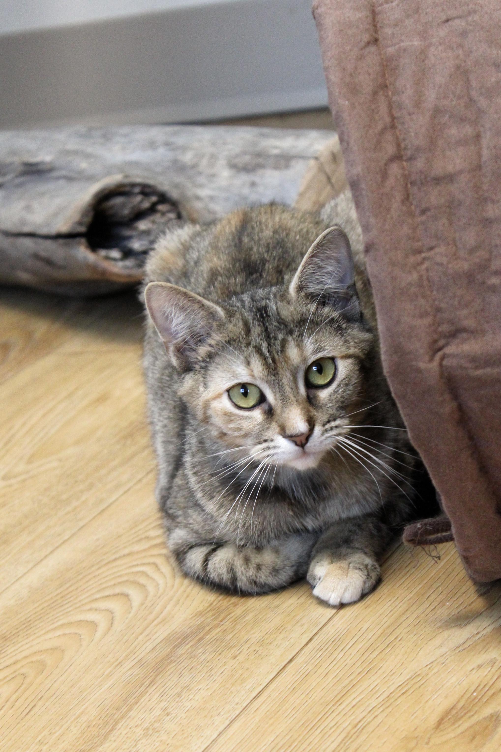 Ginger, a Adoptable Tabby in Urbana, OH image 6/6