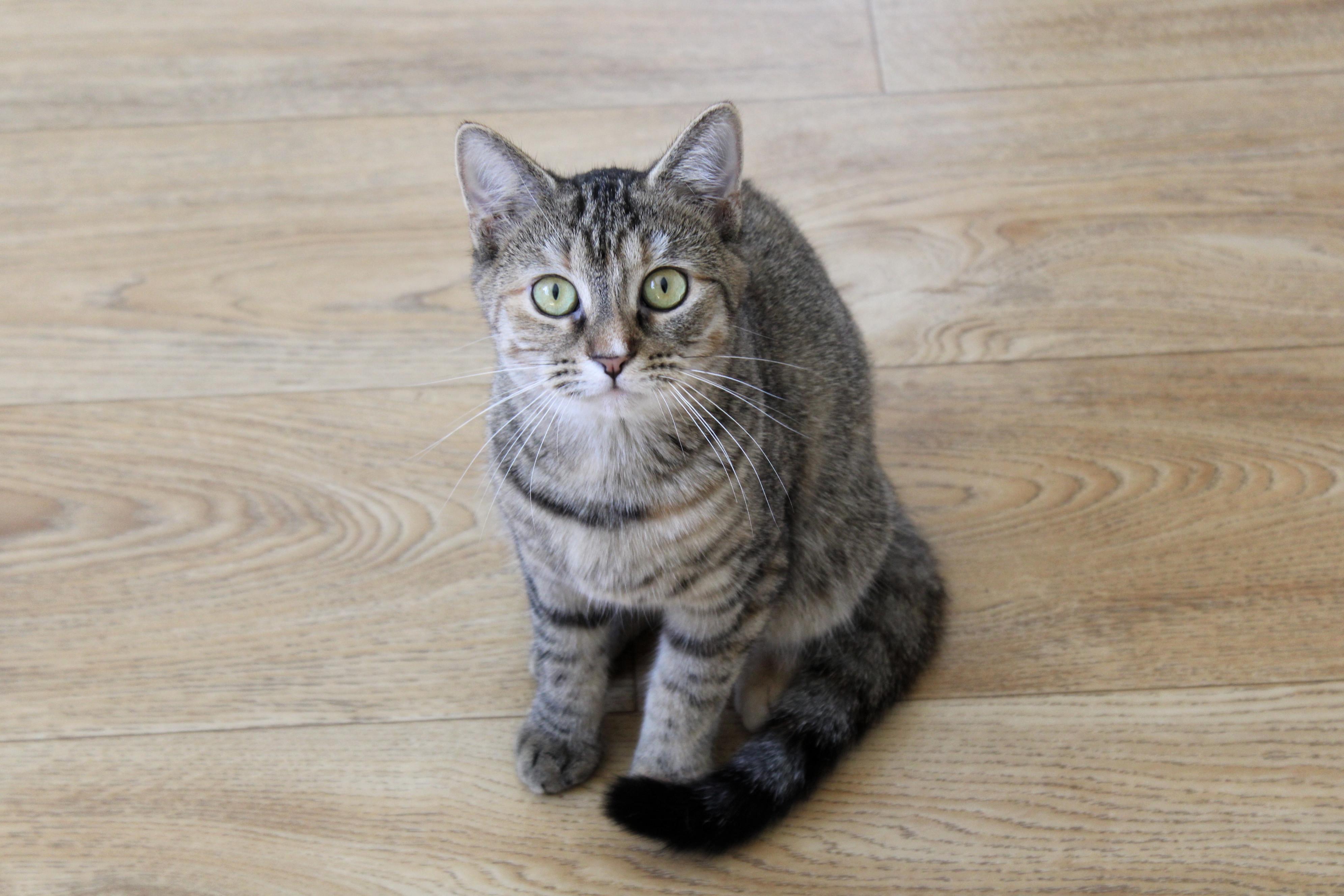 Ginger, a Adoptable Tabby in Urbana, OH image 3/6