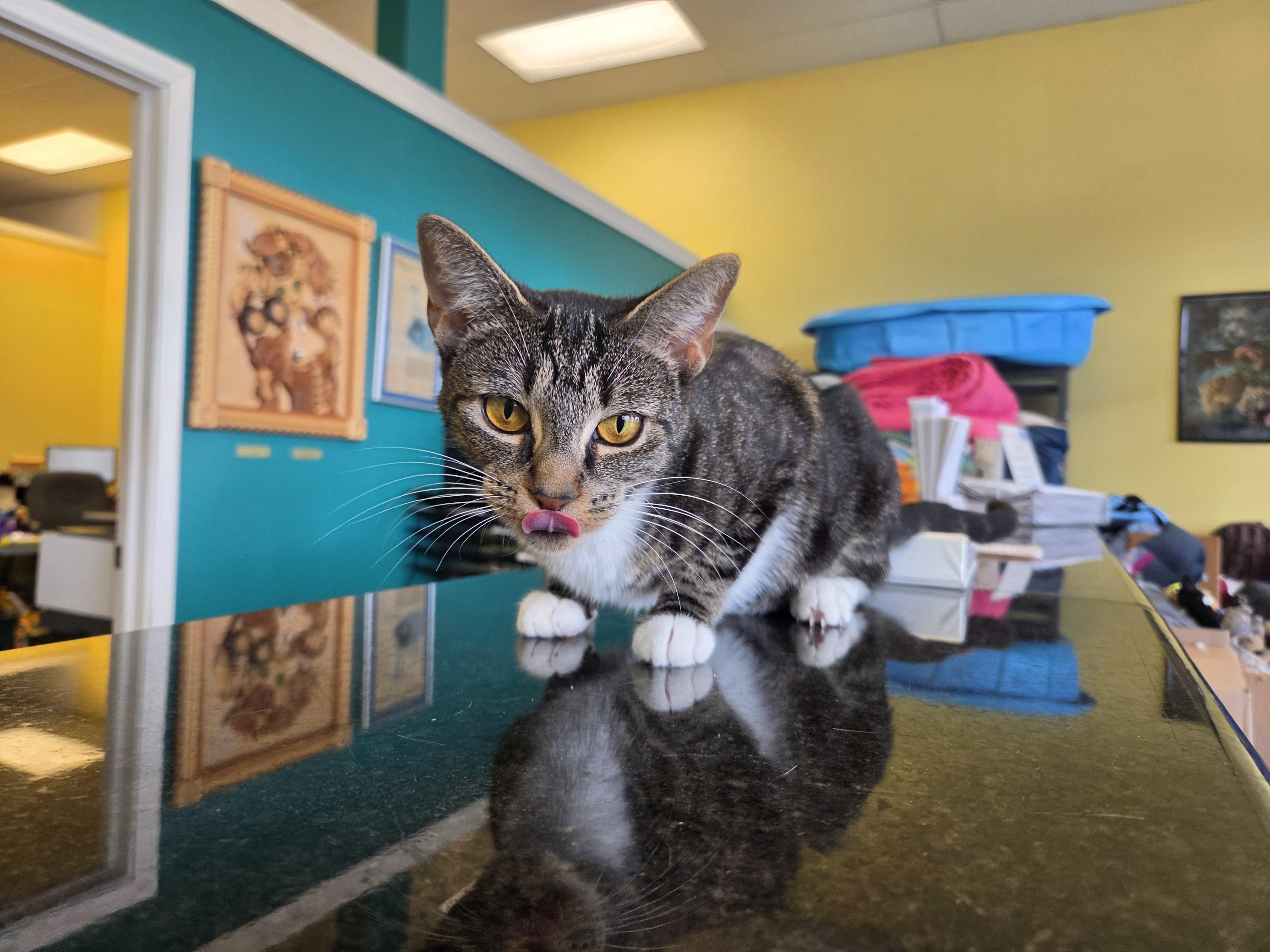Elote, a ADOPTABLE mixed breed in Racine, WI image 5/5