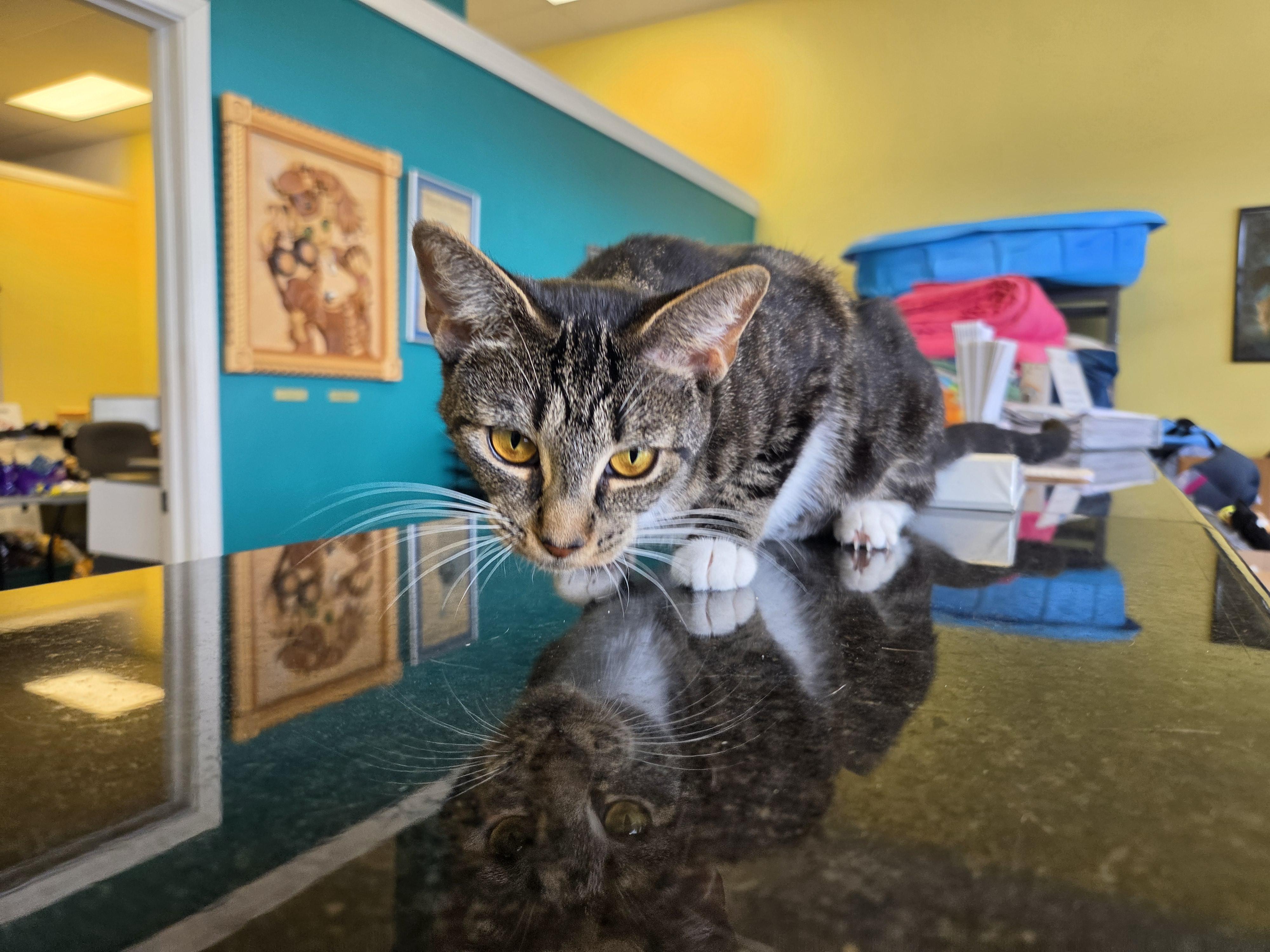 Elote, a ADOPTABLE mixed breed in Racine, WI image 4/5