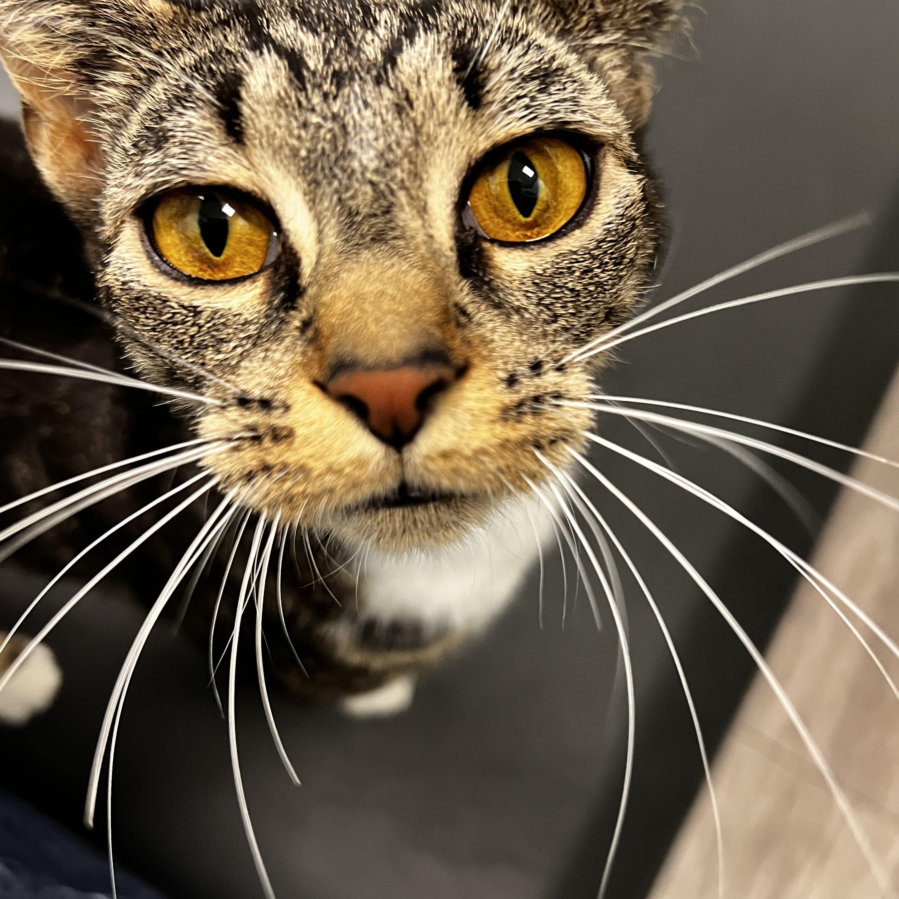 Enlarge Elote, a ADOPTABLE mixed breed in Racine, WI image 3/3