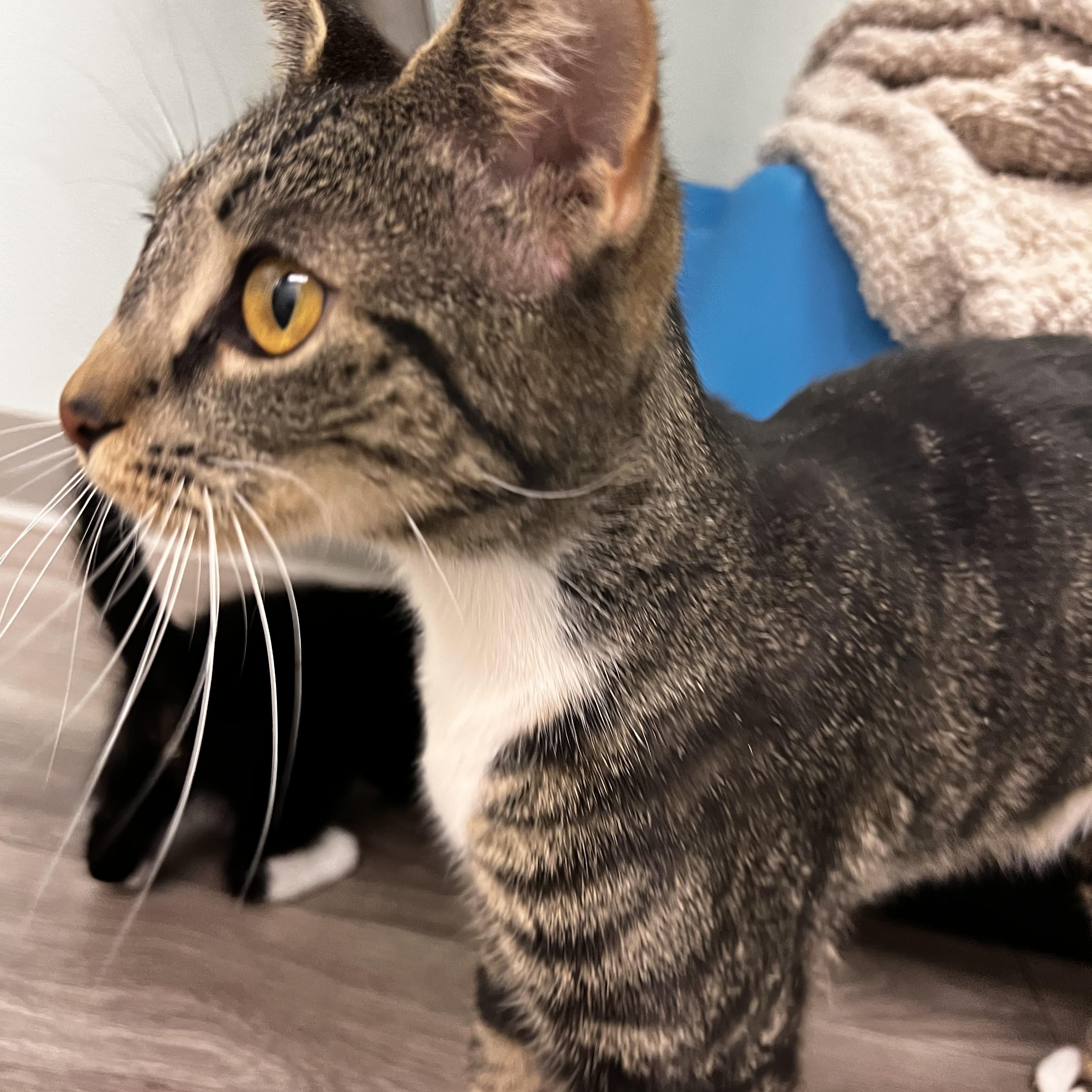 Enlarge Elote, a ADOPTABLE mixed breed in Racine, WI image 2/3