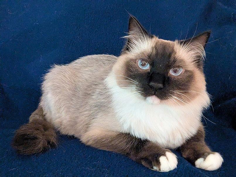 Enlarge Iggy, a Adopted Ragdoll in Nashville, TN image 1/3