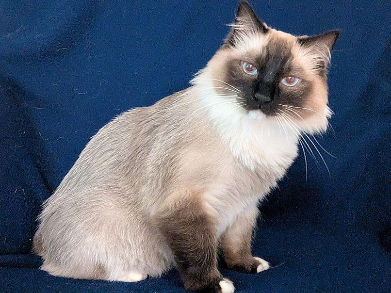 Enlarge Iggy, a Adopted Ragdoll in Nashville, TN image 2/3