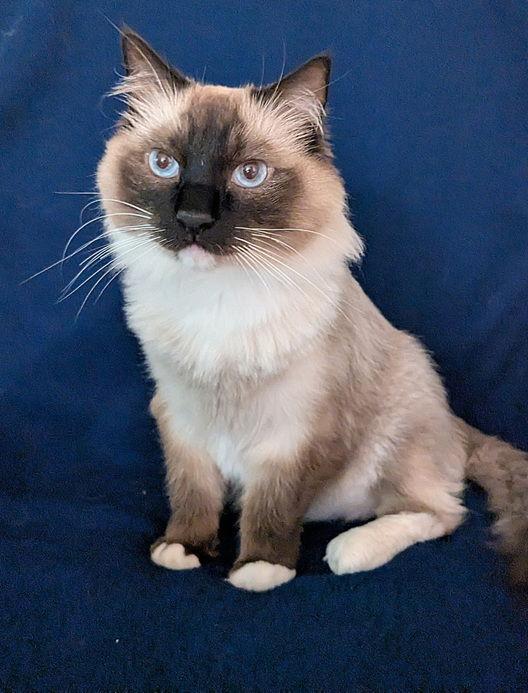 Enlarge Iggy, a Adopted Ragdoll in Nashville, TN image 3/3