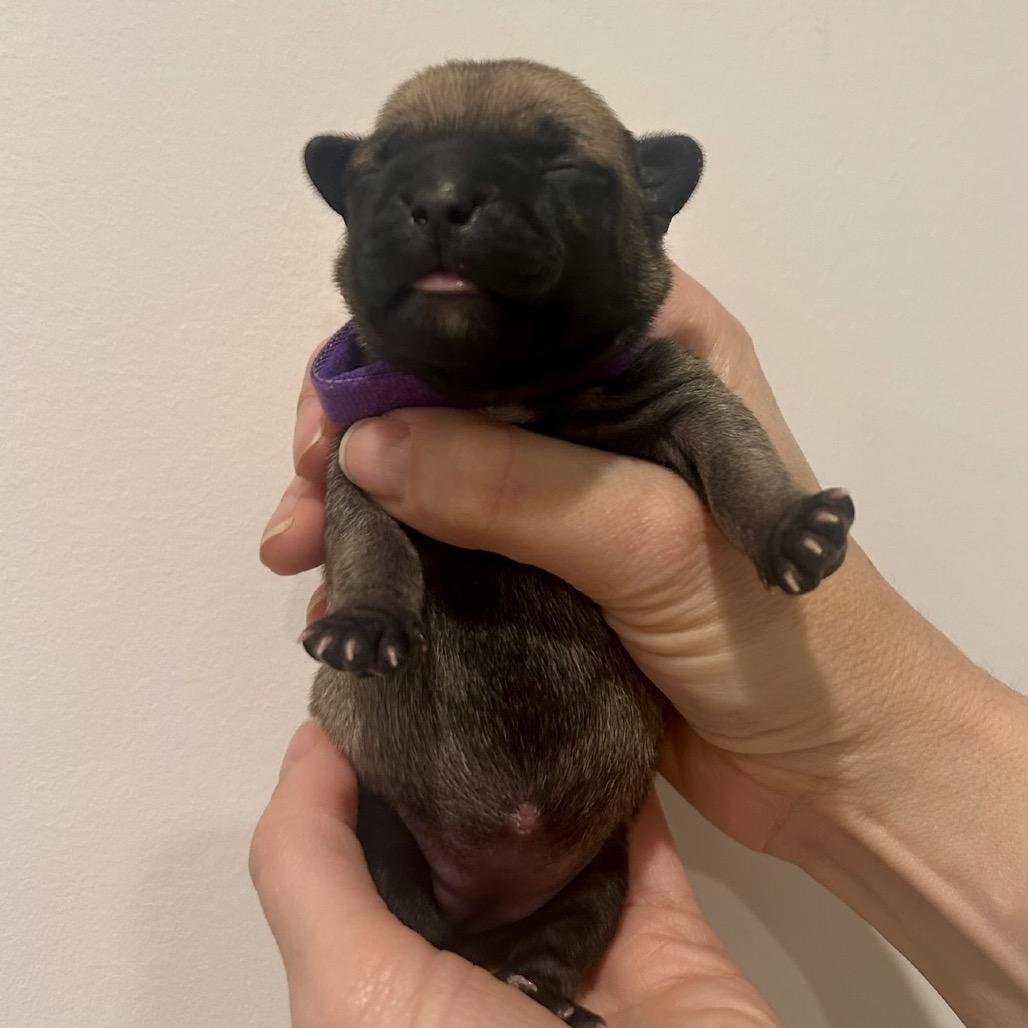 Enlarge Kanga, a Adoptable Chihuahua in North Hollywood, CA image 2/6