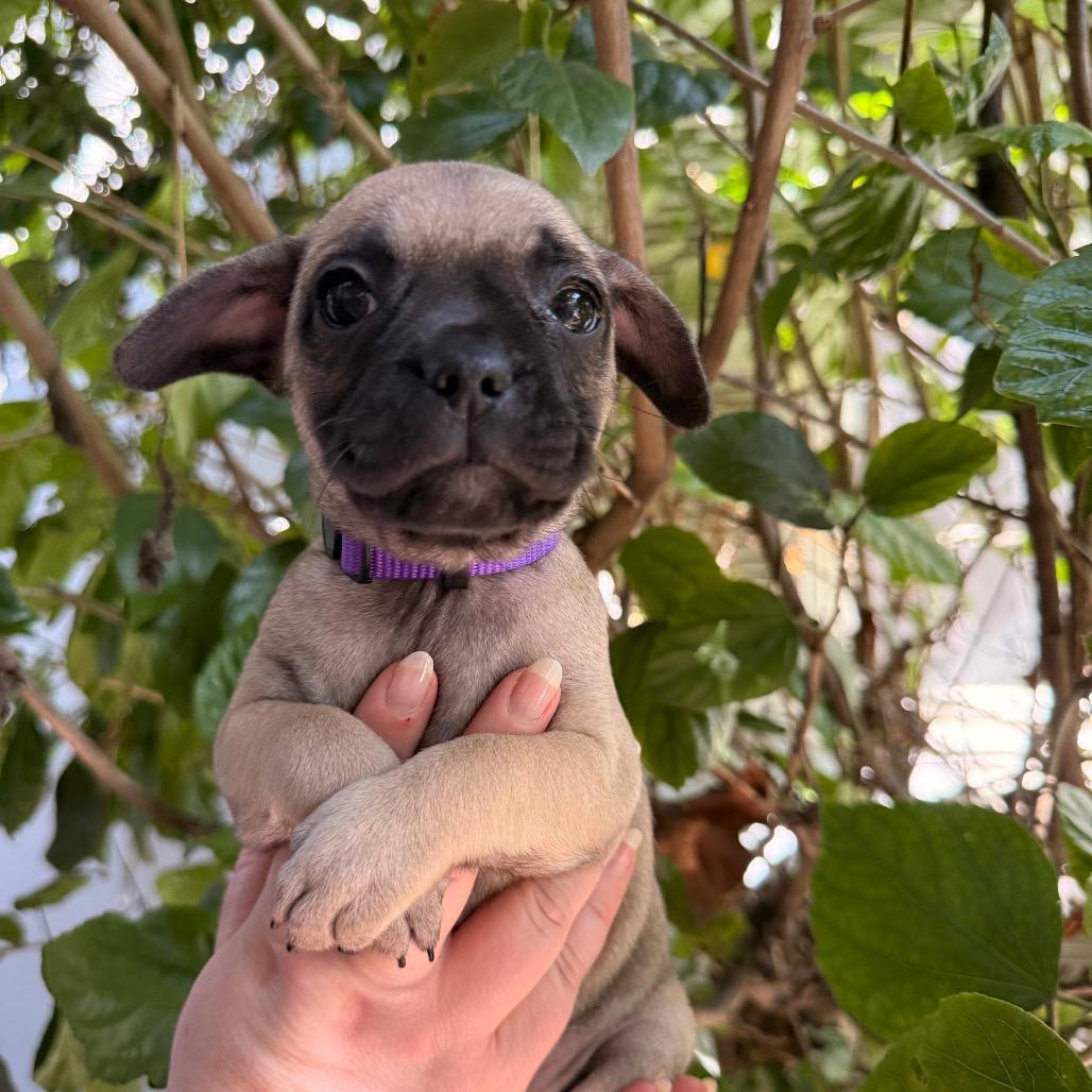 Enlarge Kanga, a Adoptable Chihuahua in North Hollywood, CA image 4/6