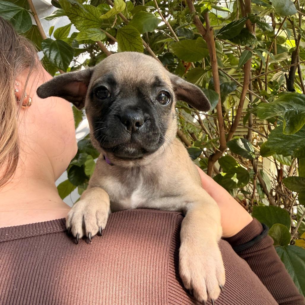 Enlarge Kanga, a Adoptable Chihuahua in North Hollywood, CA image 5/6