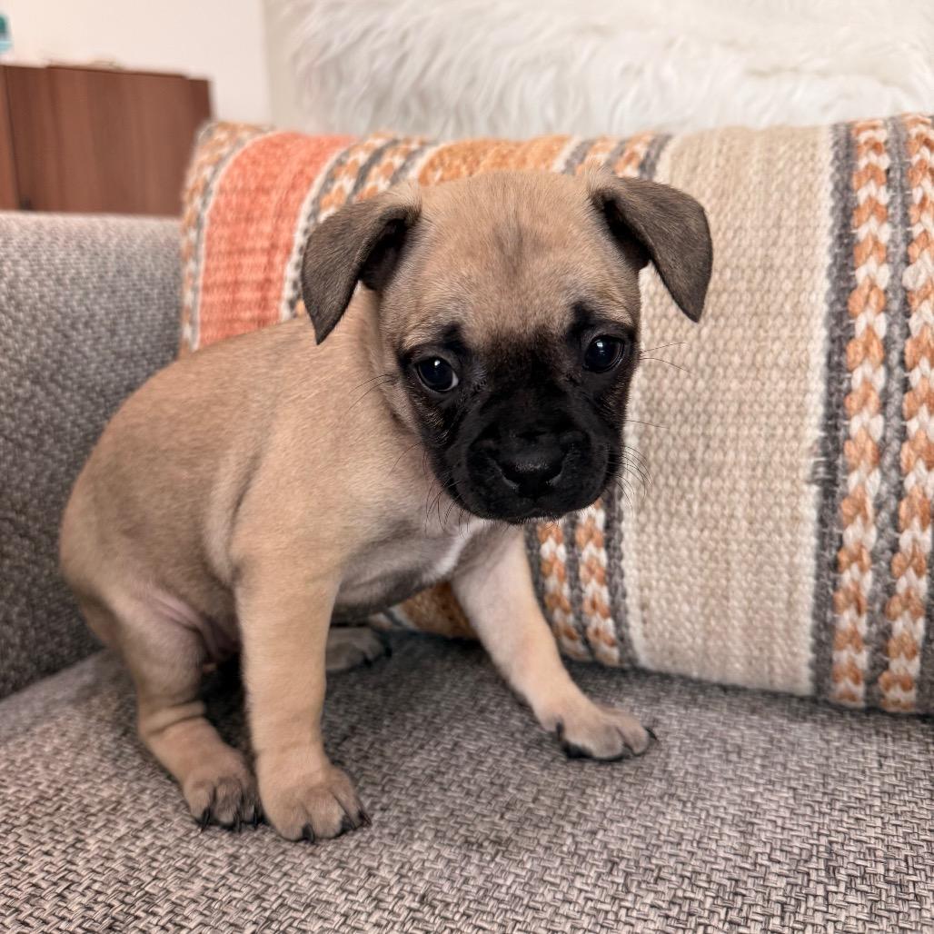 Enlarge Kanga, a Adoptable Chihuahua in North Hollywood, CA image 6/6