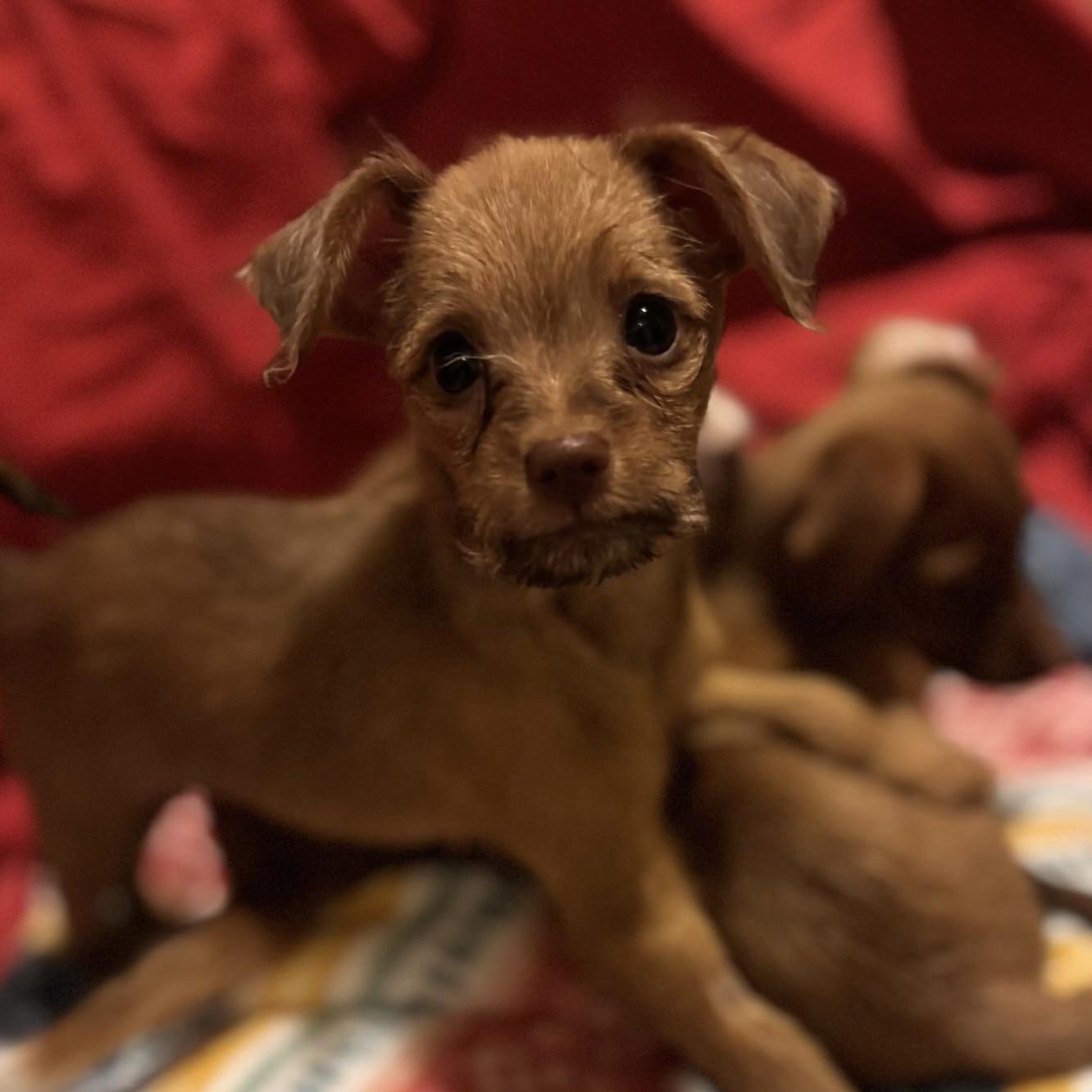 Enlarge Naomi, a Adopted mixed breed in Fairmont, MN image 1/5