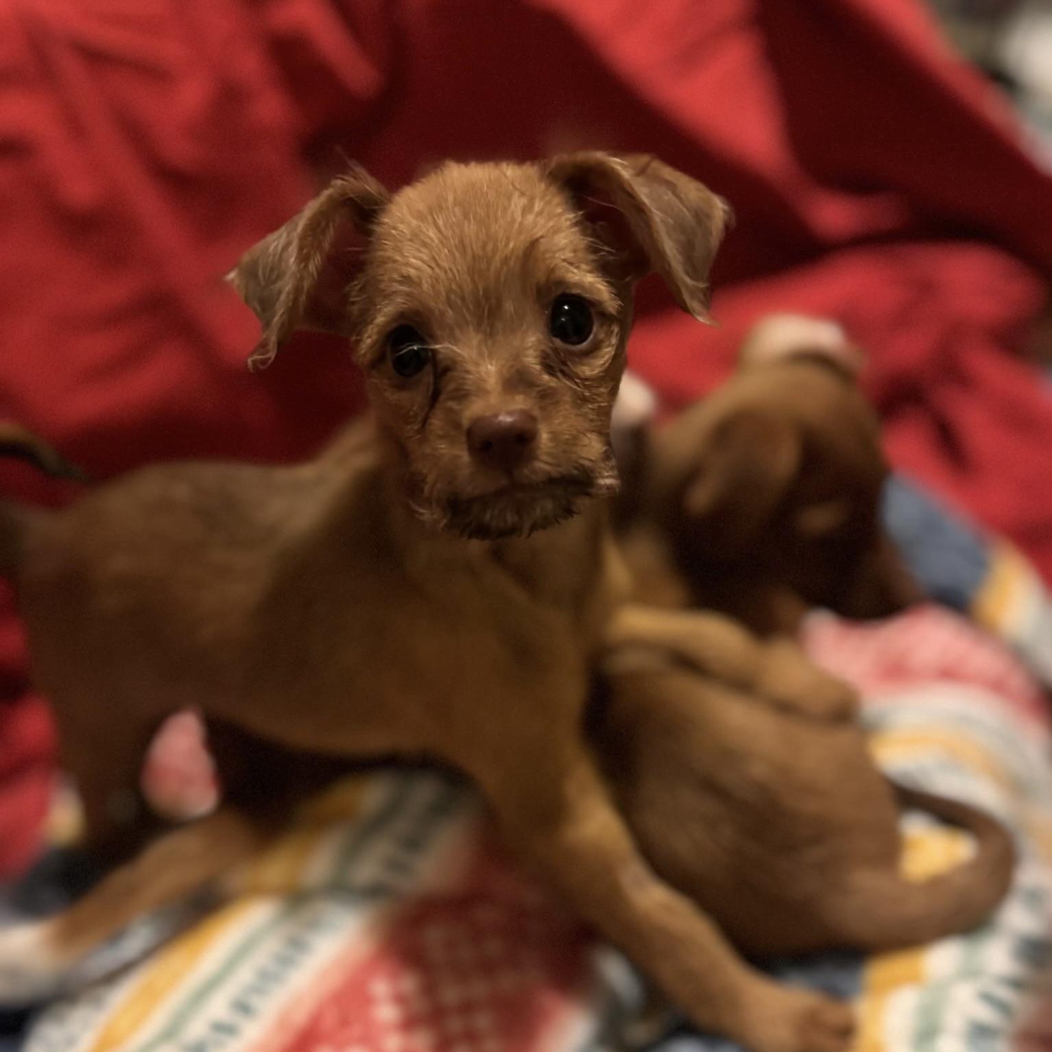 Enlarge Naomi, a Adopted mixed breed in Fairmont, MN image 5/5