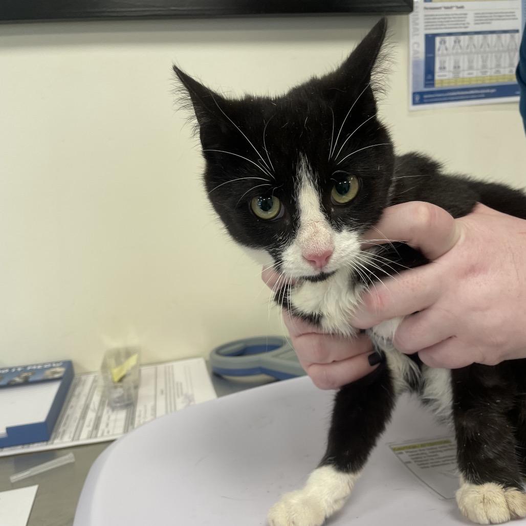 Snickers, Adoptable, Kitten Male Domestic Short Hair & Domestic Short Hair.