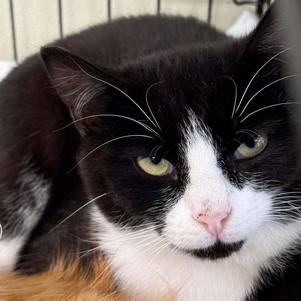 Enlarge Snickers, a Adoptable mixed breed in Galax, VA image 2/2