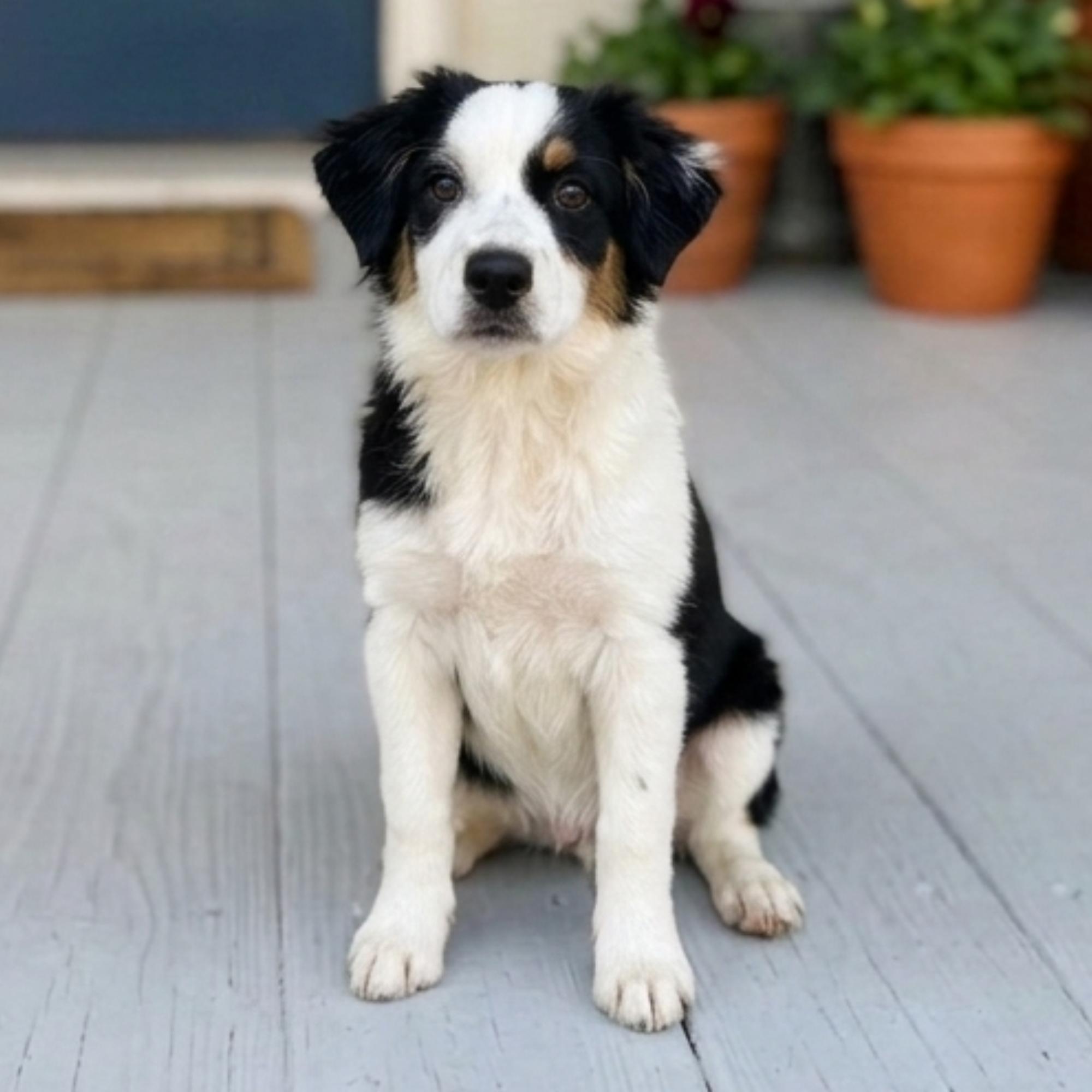 Enlarge Drako, an adopted mixed breed in Savage, MN image 4/5