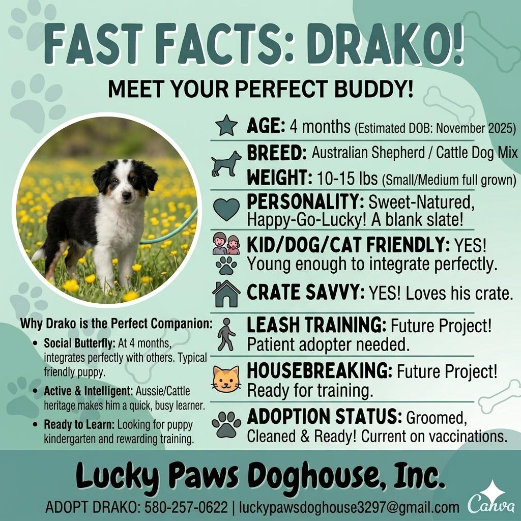 Enlarge Drako, an adopted mixed breed in Savage, MN image 2/5