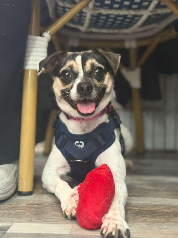 Miss Monroe, Adoptable, Adult Female Chihuahua & Jack Russell Terrier.