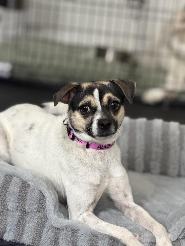 Enlarge Miss Monroe, a Adoptable mixed breed in New York, NY image 1/6