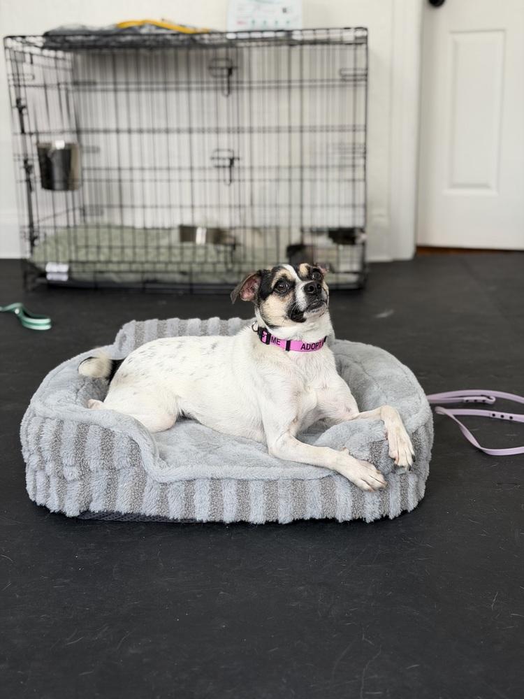 Enlarge Miss Monroe, a Adoptable mixed breed in New York, NY image 2/6