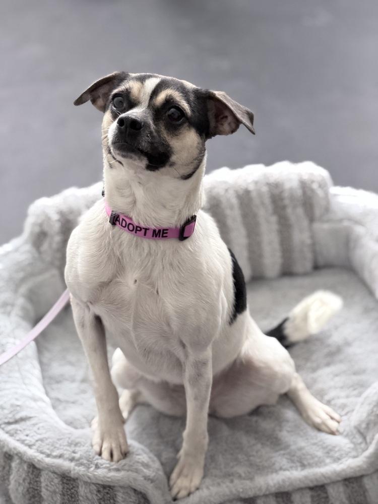 Enlarge Miss Monroe, a Adoptable mixed breed in New York, NY image 3/6