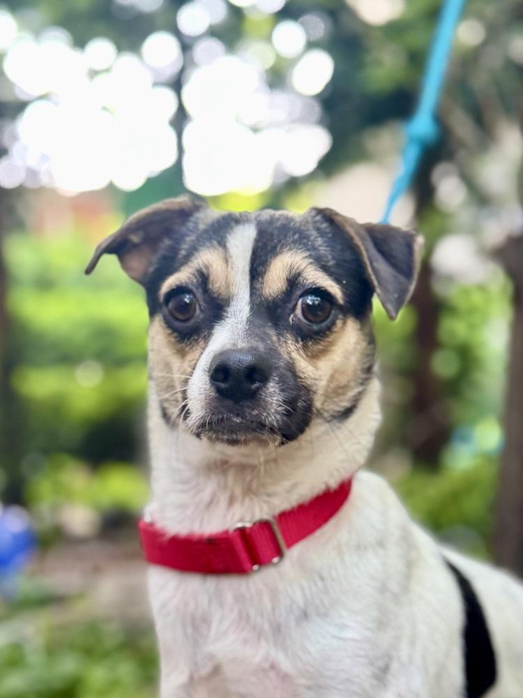 Mary, Adoptable, Adult Female Jack Russell Terrier & Chihuahua.