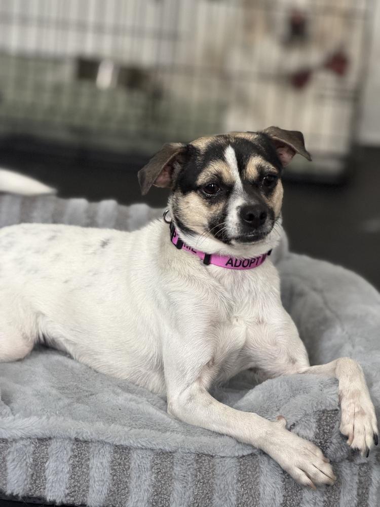 Enlarge Miss Monroe, a Adoptable mixed breed in New York, NY image 5/6