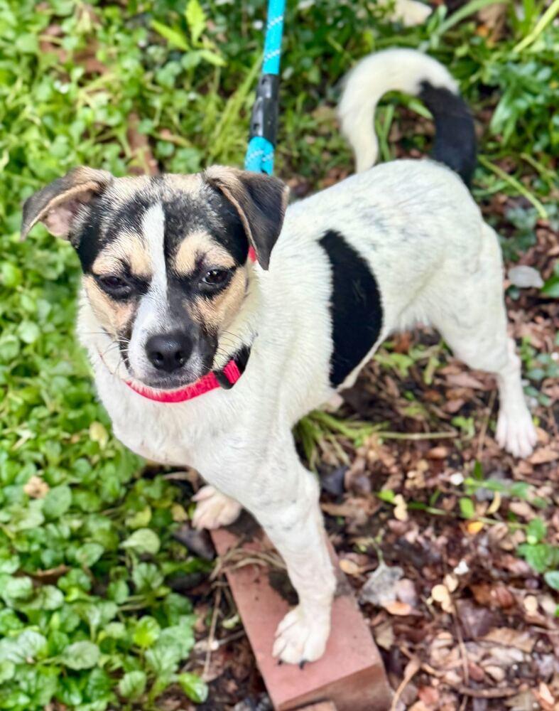 Enlarge Mary, a Adoptable mixed breed in New York, NY image 2/6